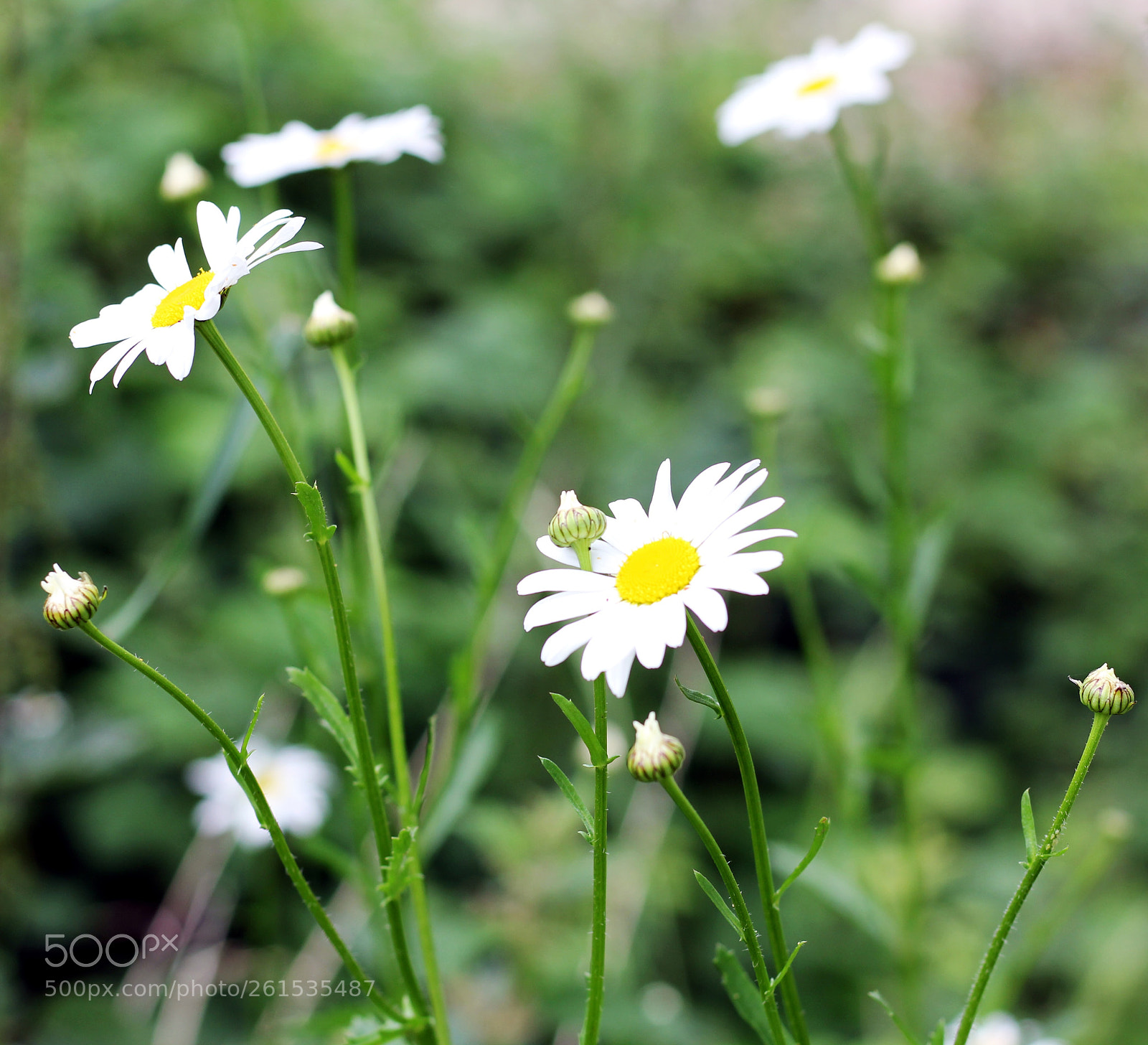 Canon EOS 550D (EOS Rebel T2i / EOS Kiss X4) sample photo. Flowers  photography