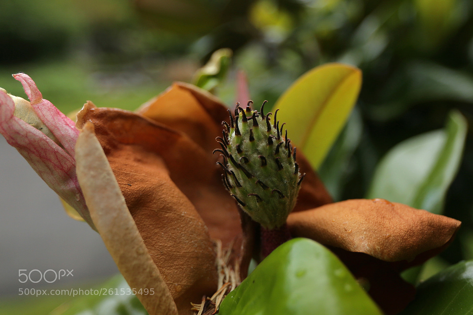 Canon EOS 6D sample photo. Dying magnolia blossom photography