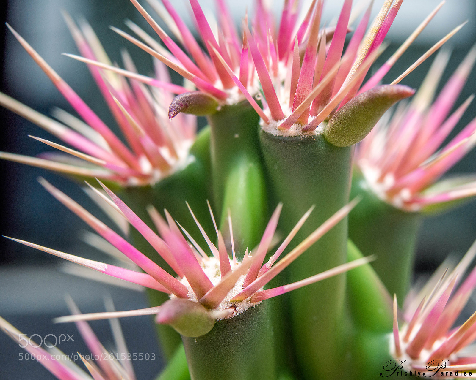 Nikon D800 sample photo. Prickly paradise: dagger cholla photography