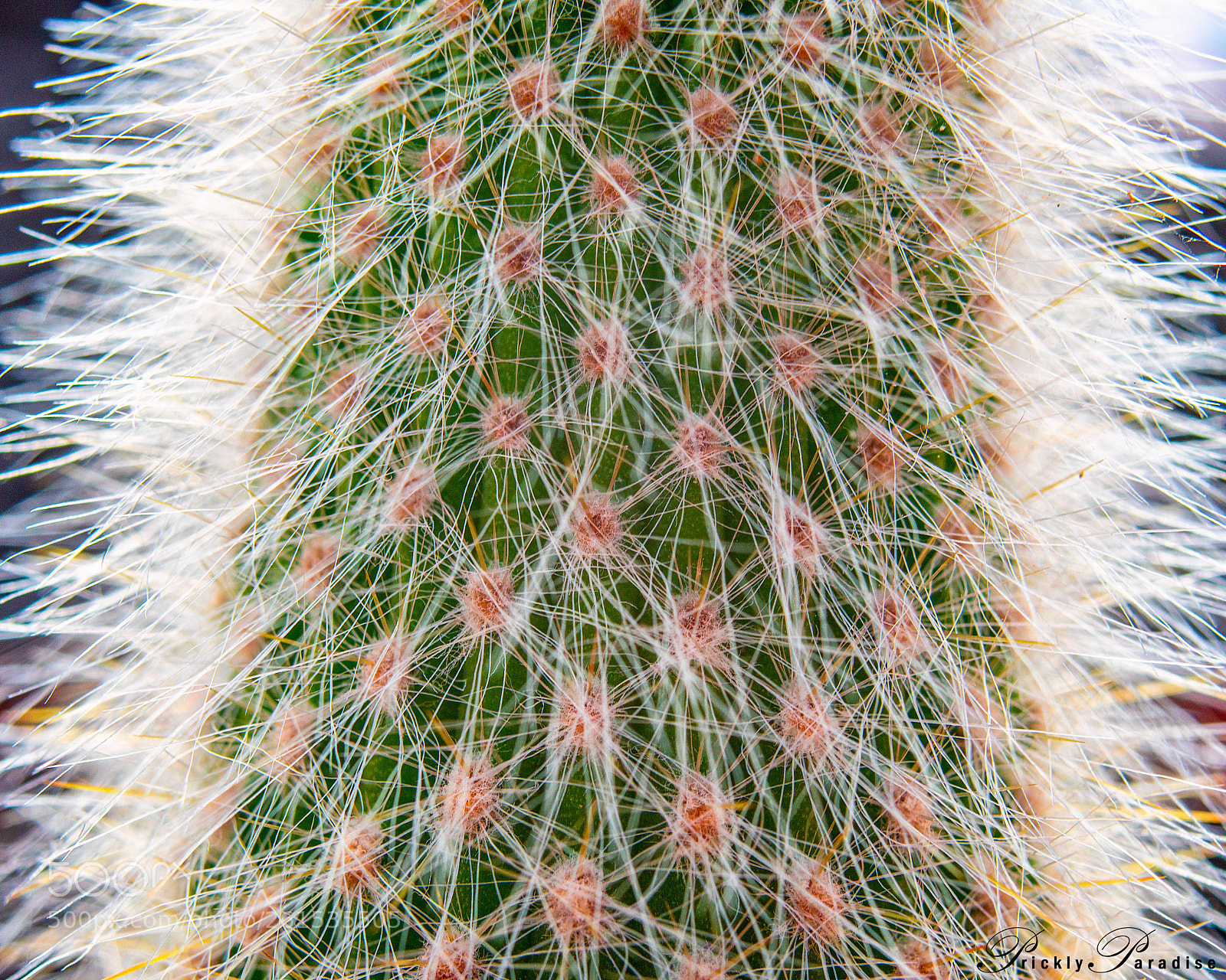 Nikon D800 sample photo. Prickly paradise: silver torch photography