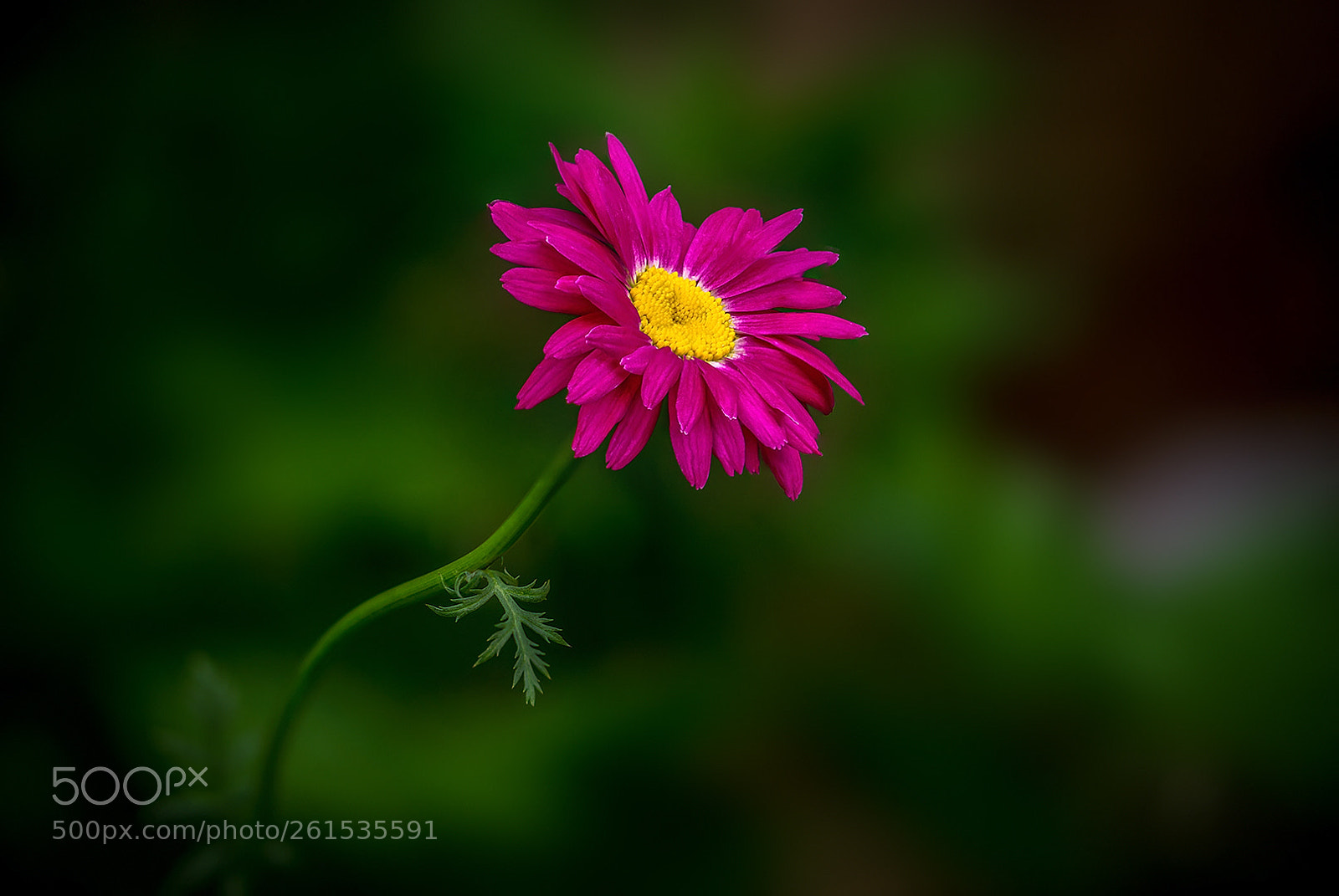 Sony a6000 sample photo. Chamomile photography