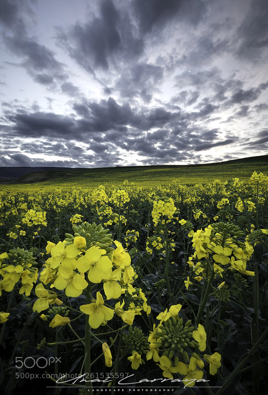 Canon EOS 7D Mark II sample photo. Amarillo primaveral photography