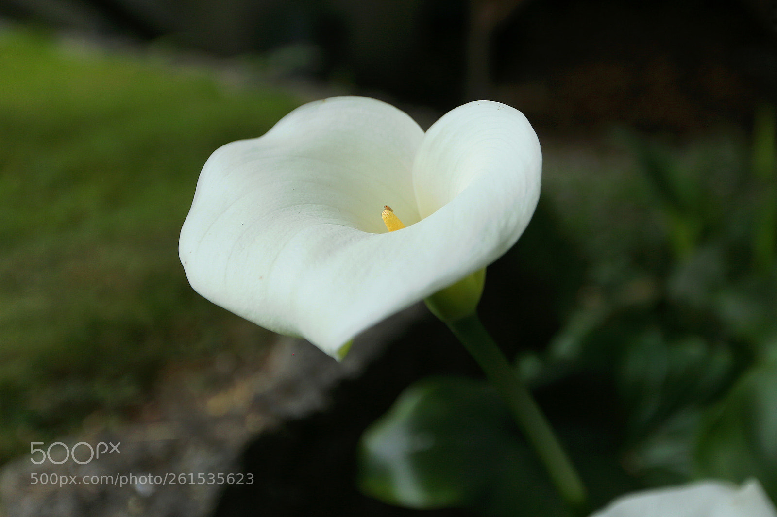 Canon EOS 6D sample photo. Calla lily photography