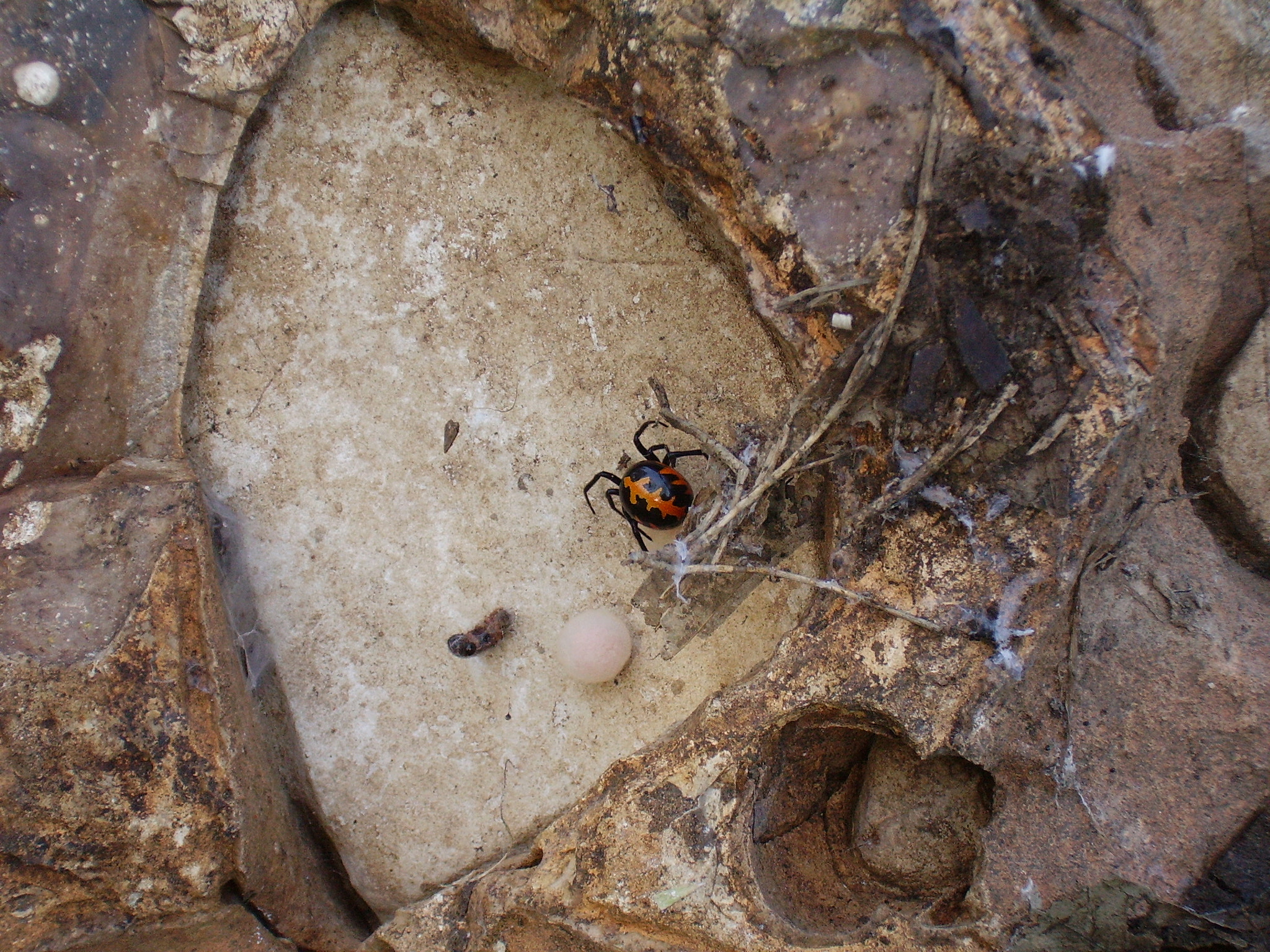 CAMERA 4MP-9T2 sample photo. Spider with her egg sacks photography