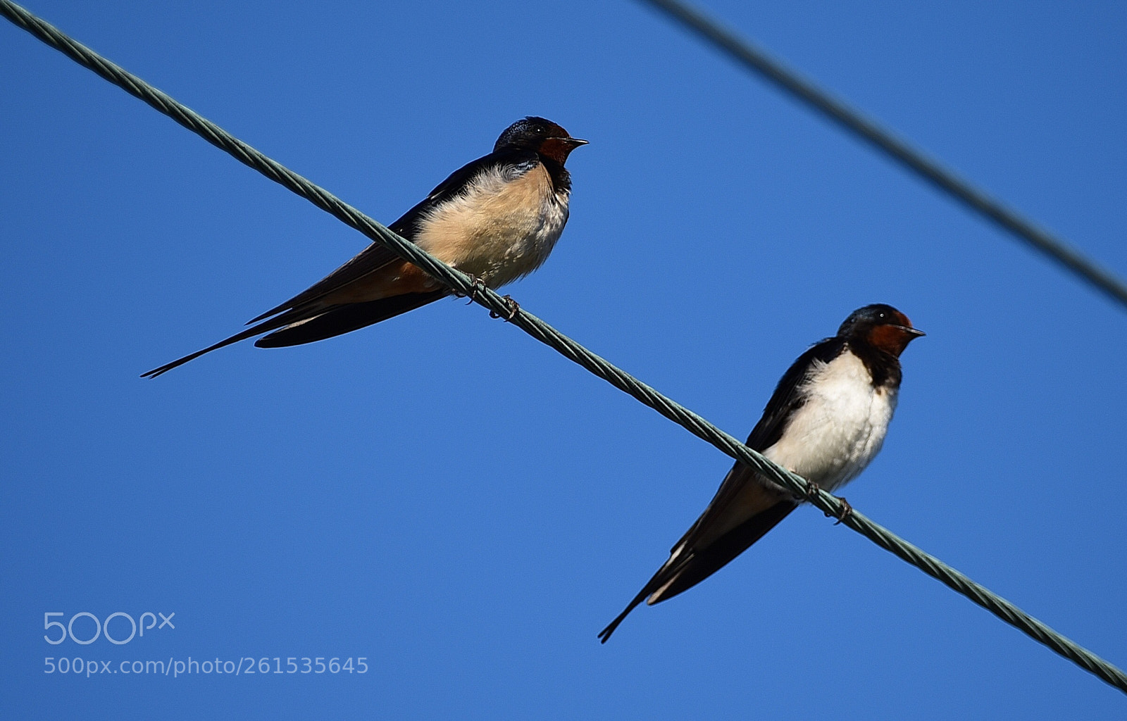Nikon D750 sample photo. The couple of swallow photography