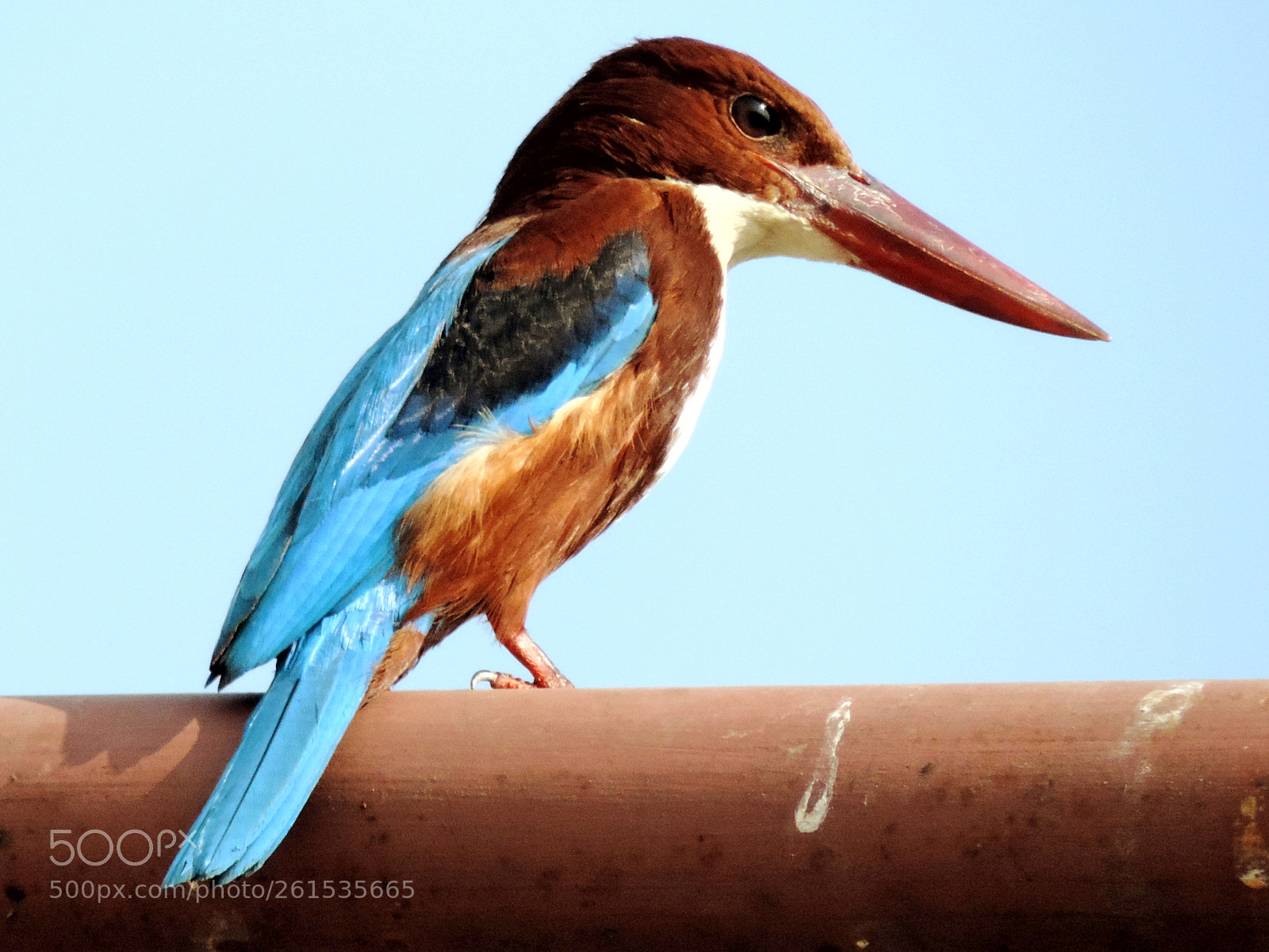 Nikon Coolpix P520 sample photo. The kingfisher photography