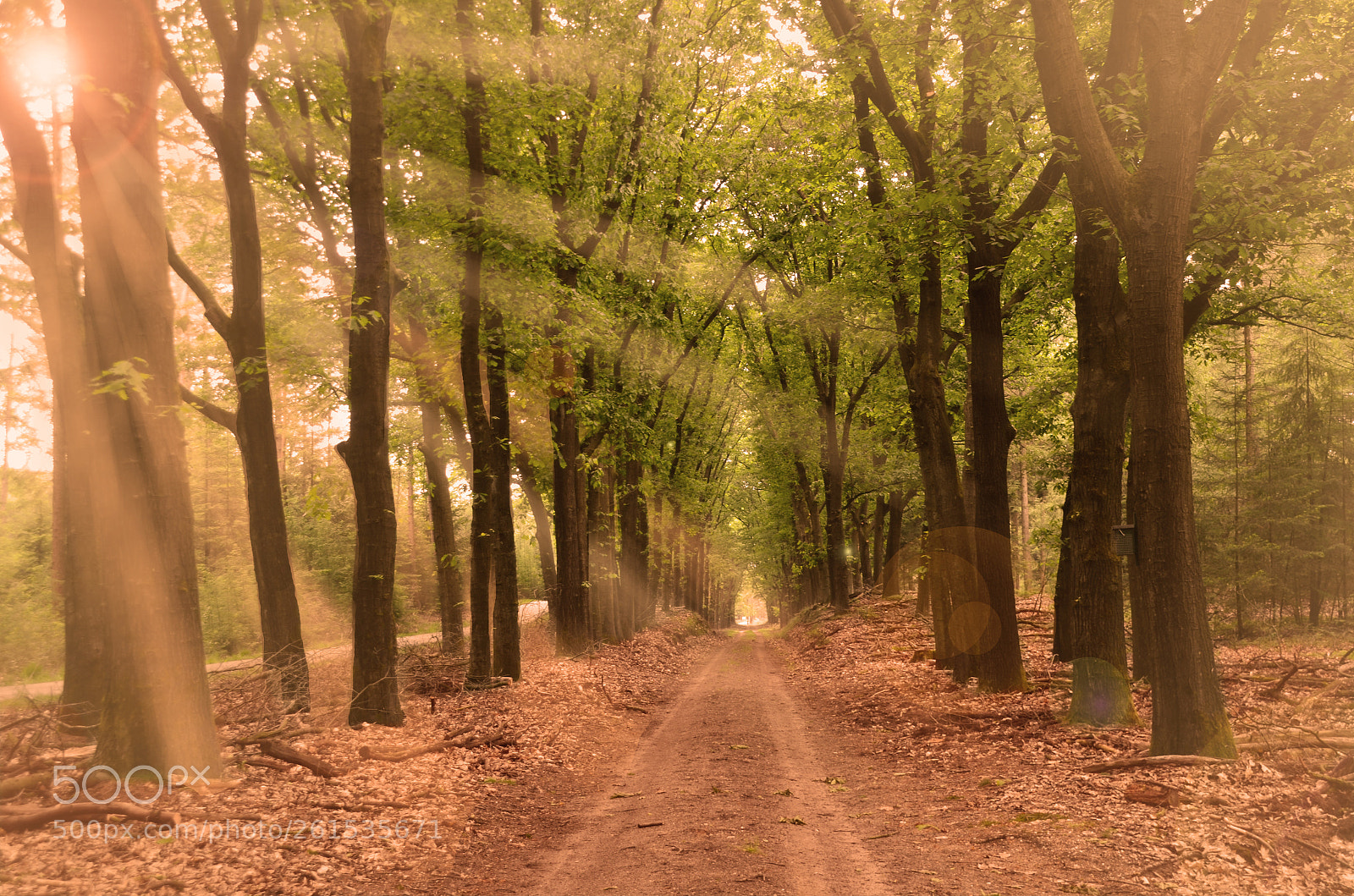 Nikon D7000 sample photo. Boulevard of trees photography