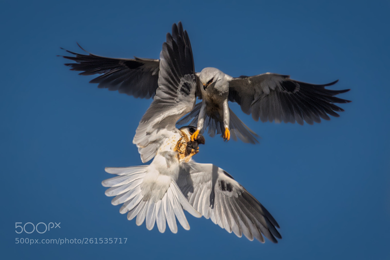 Canon EOS 7D Mark II sample photo. Food exchange (white-tailed kite) photography