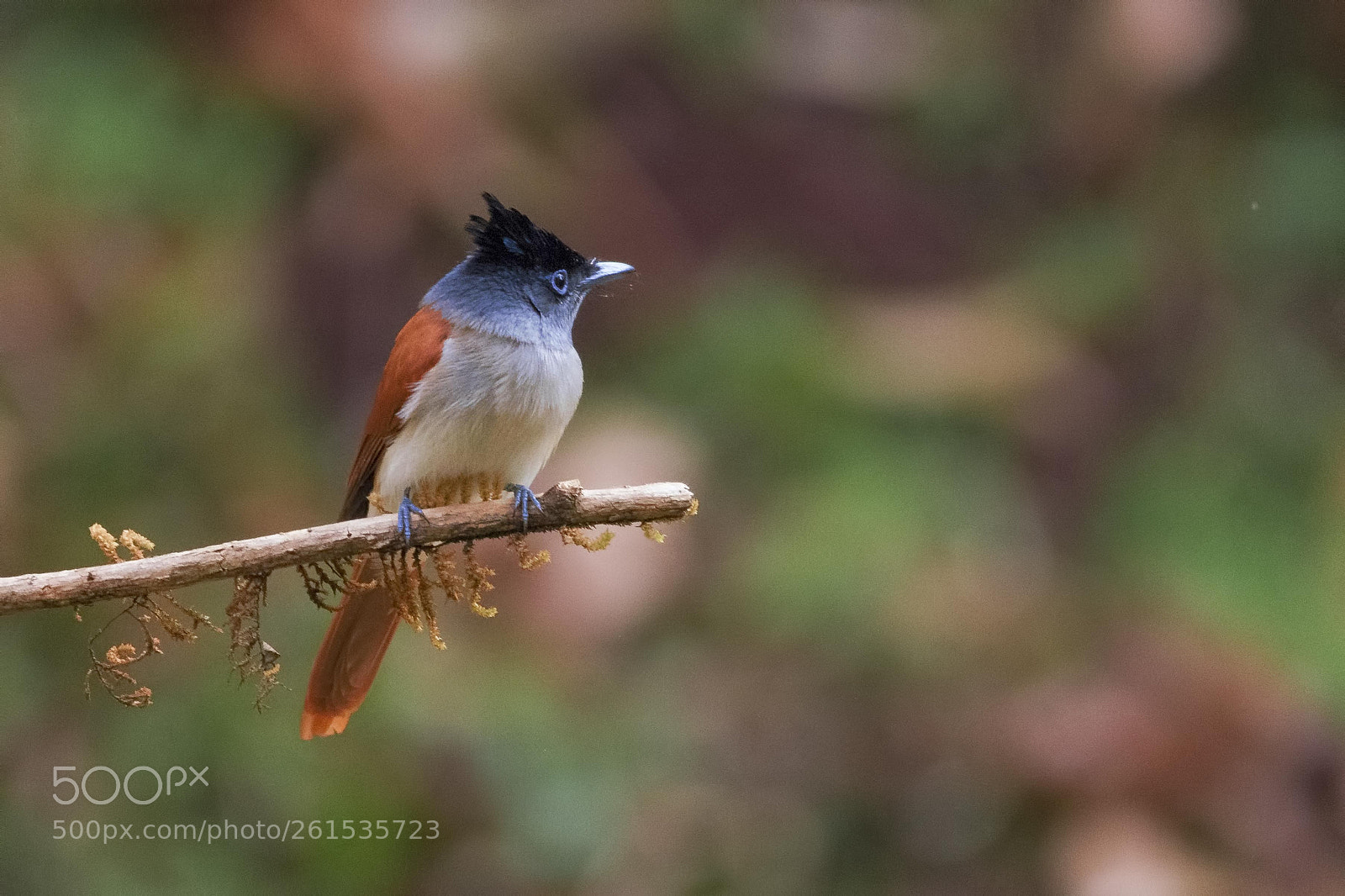 Nikon D810 sample photo. Indian paradise flycatcher (f) photography