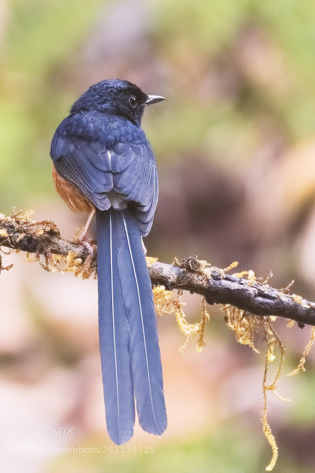 Nikon D810 sample photo. White rumped shama photography