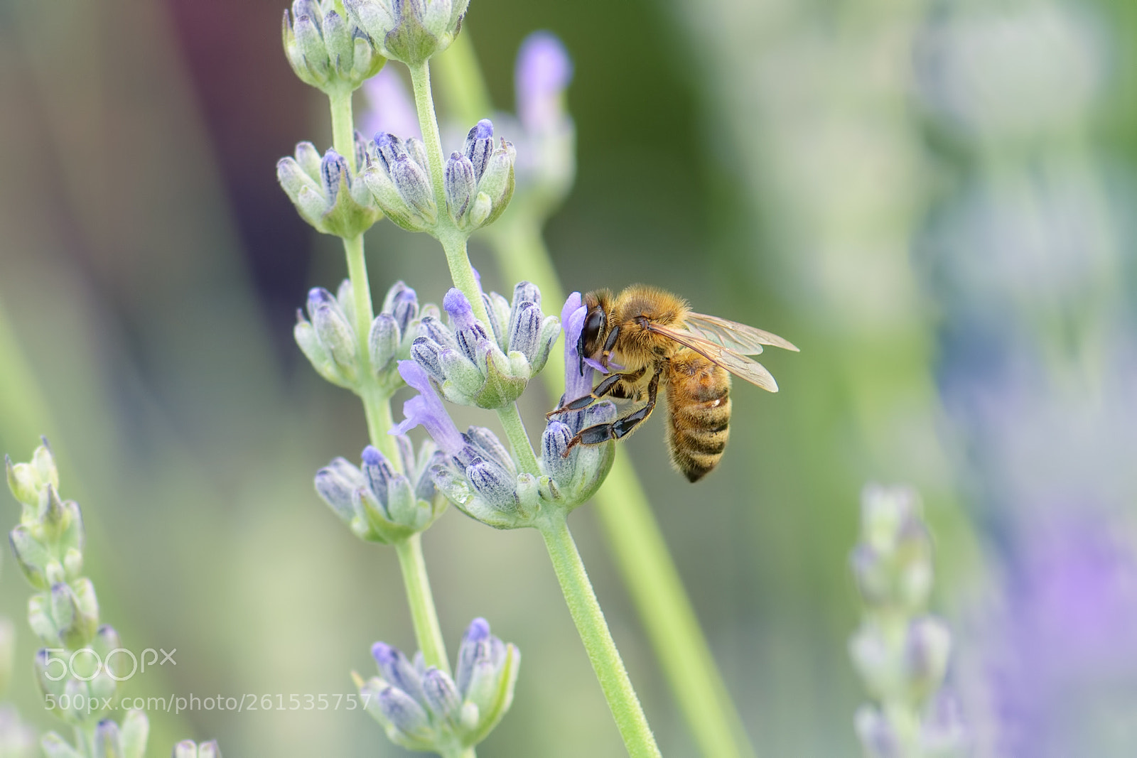 Nikon D5500 sample photo. Honeybee photography