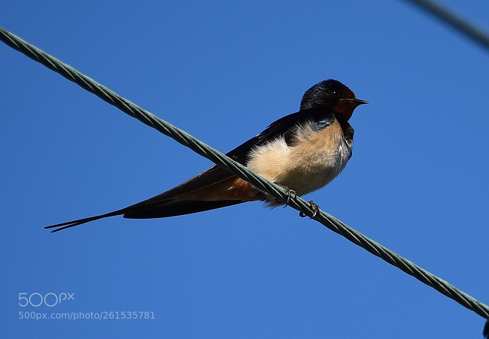 Nikon D750 sample photo. Swallow photography
