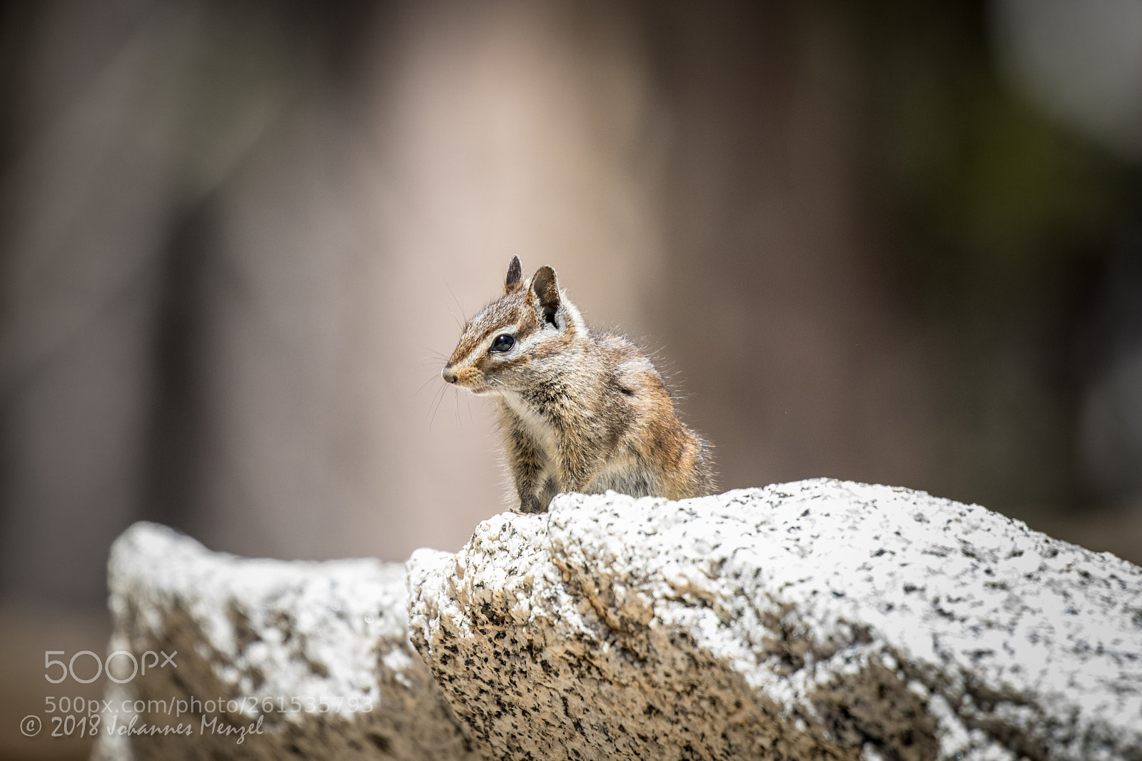 Canon EOS 7D Mark II sample photo. Chipmunk photography