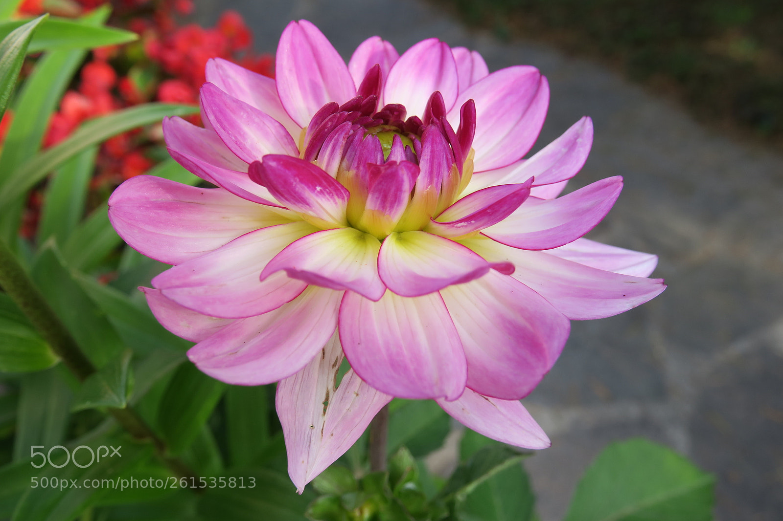 Canon PowerShot G3 X sample photo. Img dahlia 5516 photography