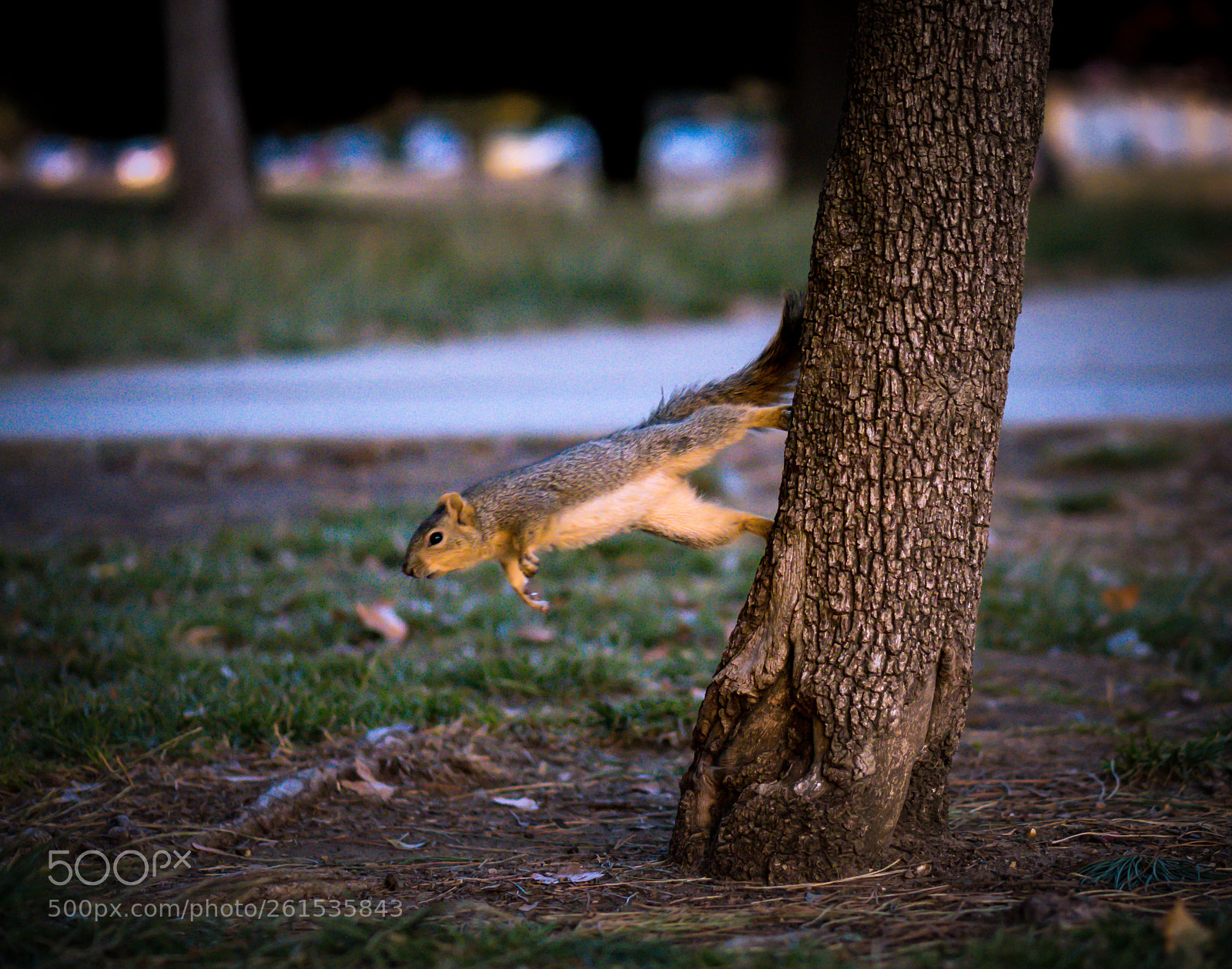 Nikon D750 sample photo. Jump... just at the photography