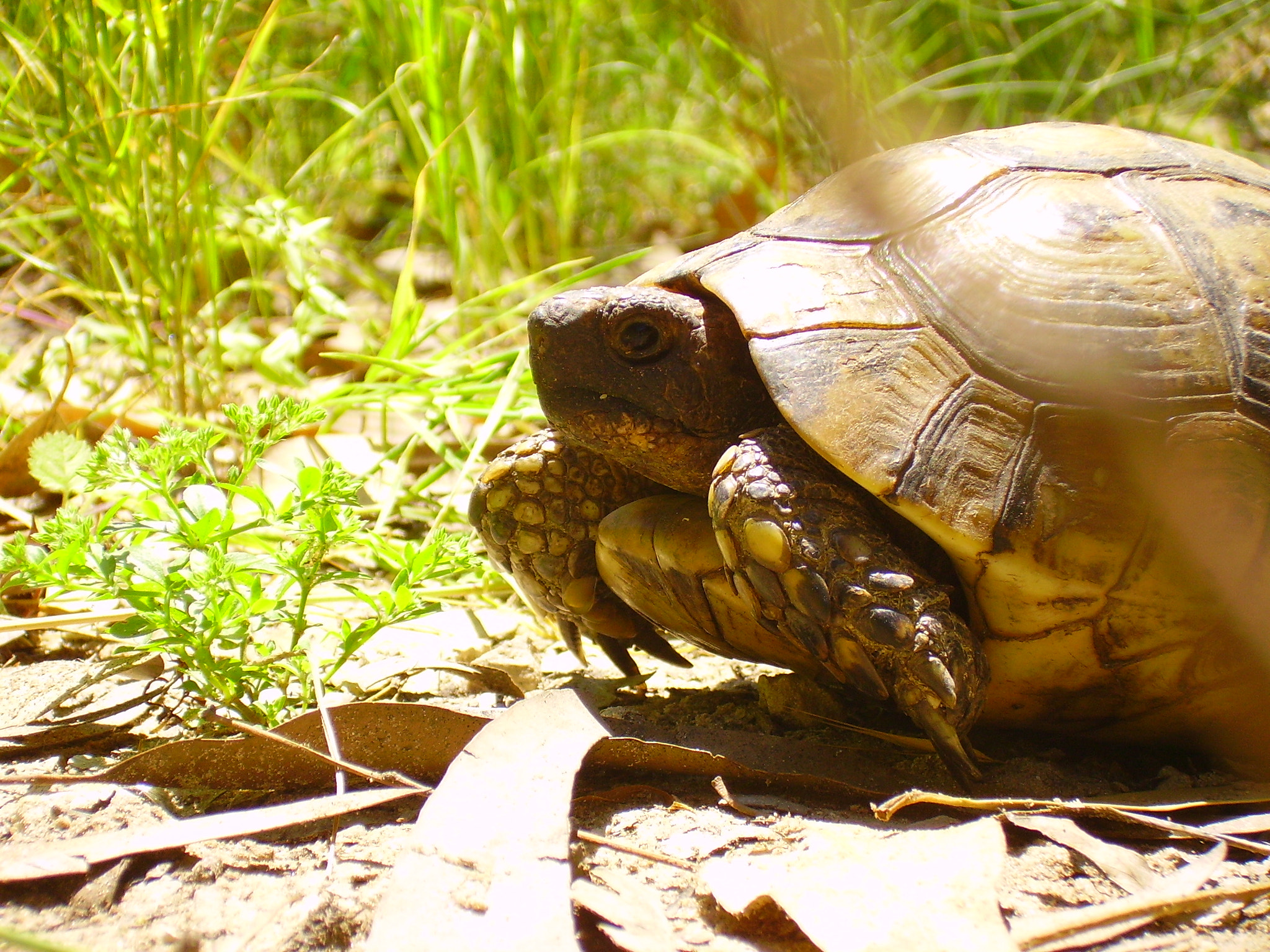 CAMERA 4MP-9T2 sample photo. Turtle  🐢 photography
