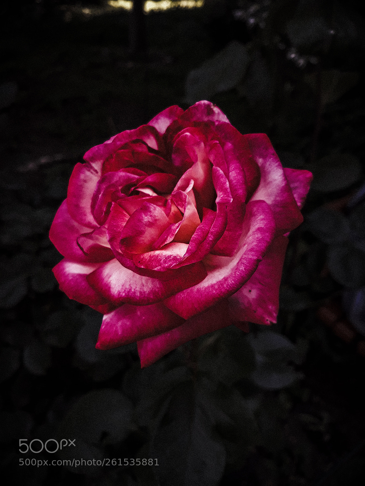 Samsung Galaxy J5 sample photo. Dark rose photography