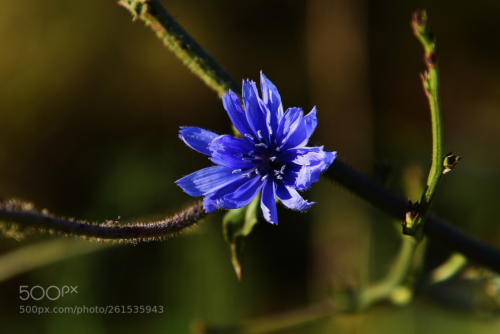 Nikon D750 sample photo. Blue love photography