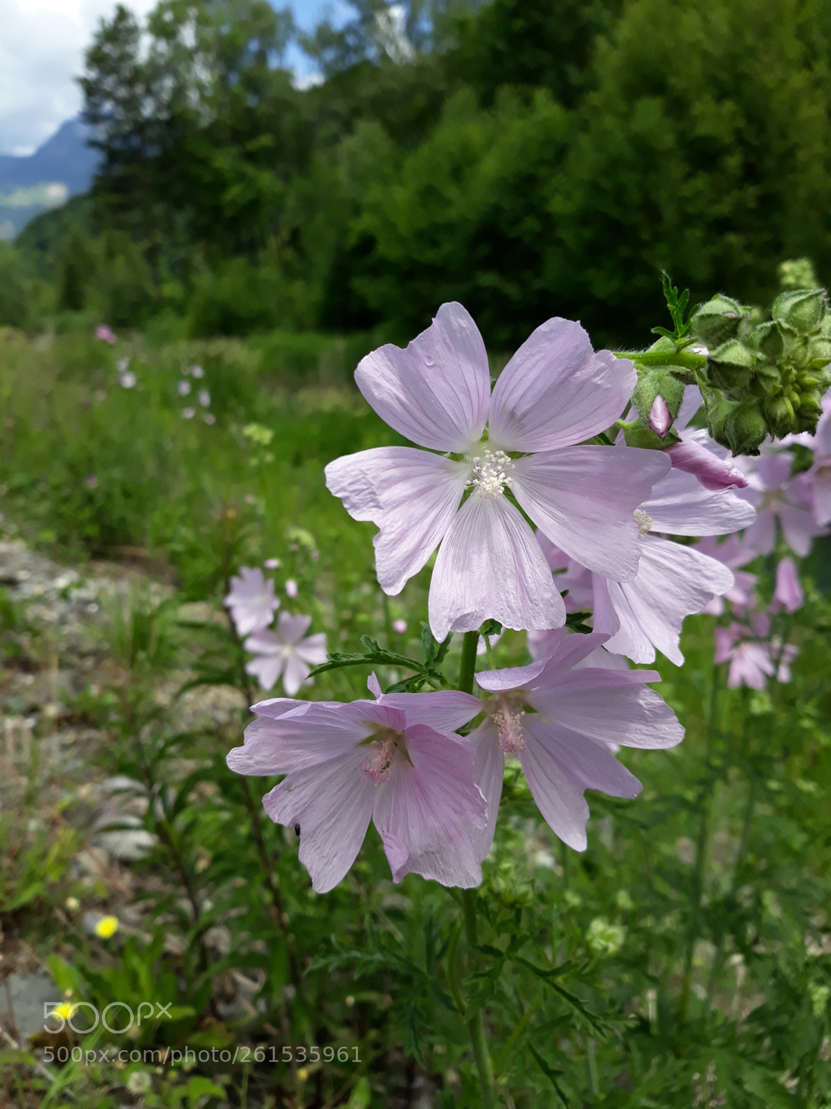 Samsung Galaxy J5 sample photo. Nice natur photography