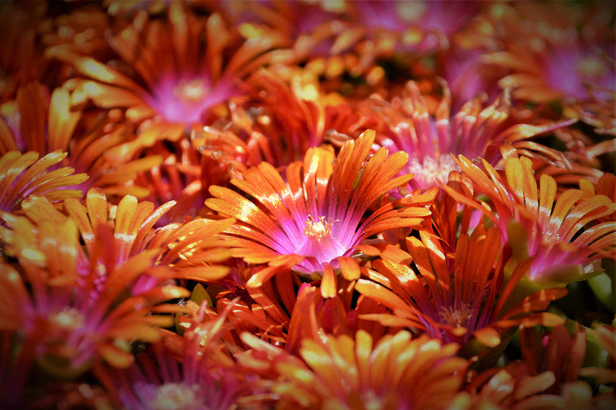 Nikon D5200 sample photo. Fire and ice photography
