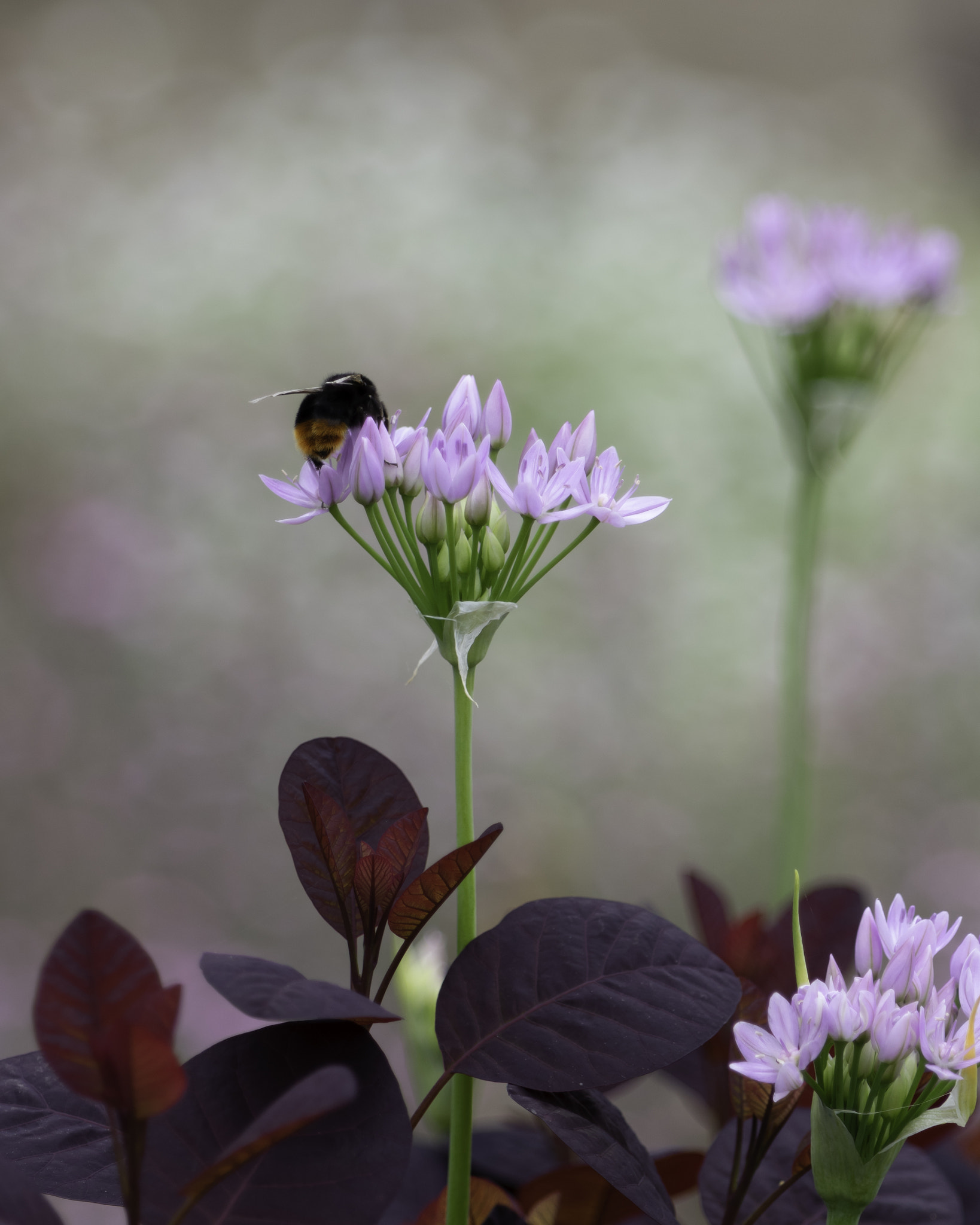 Pentax K-3 II sample photo. Bumblebee photography