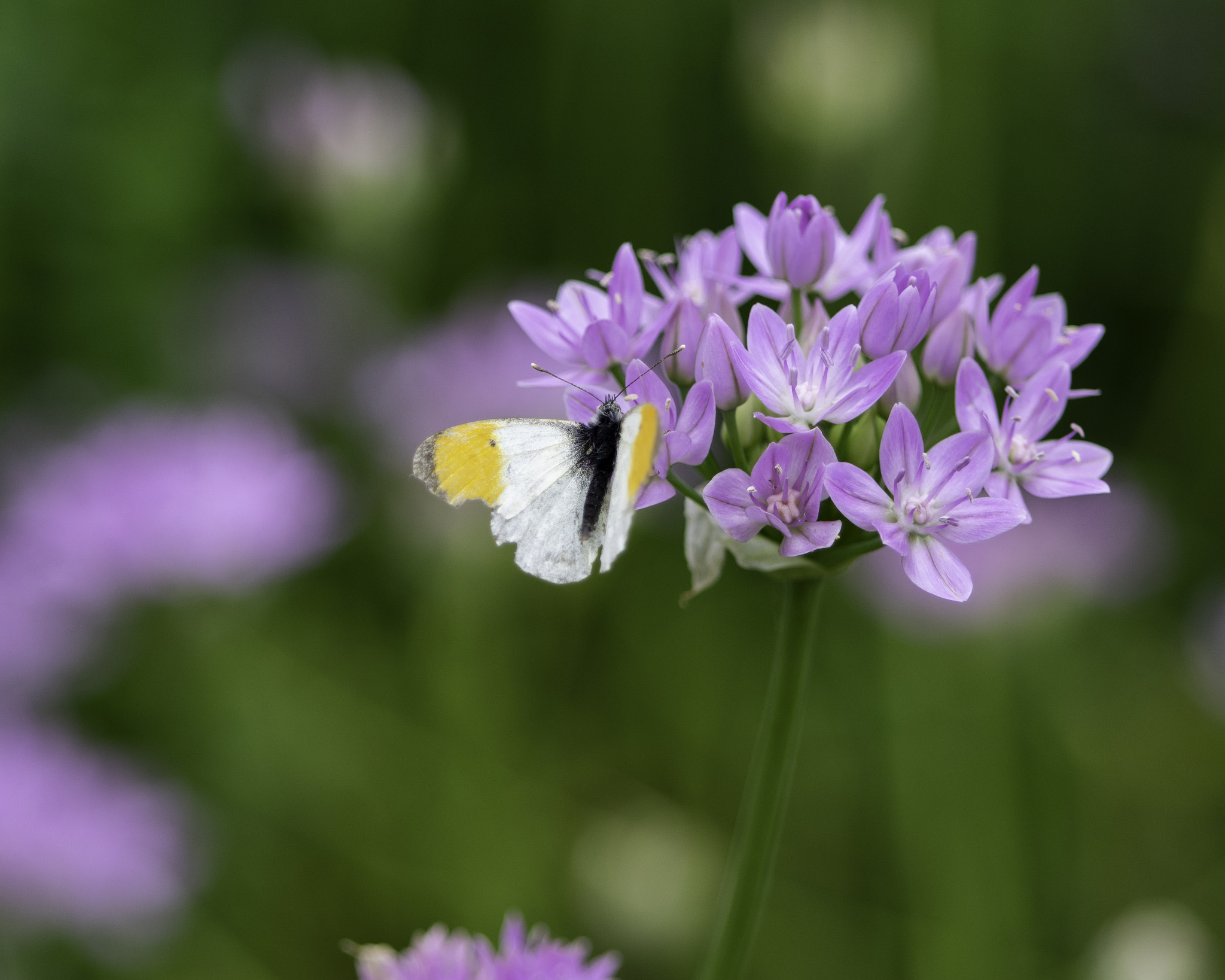 Pentax K-3 II sample photo. Butterfly photography