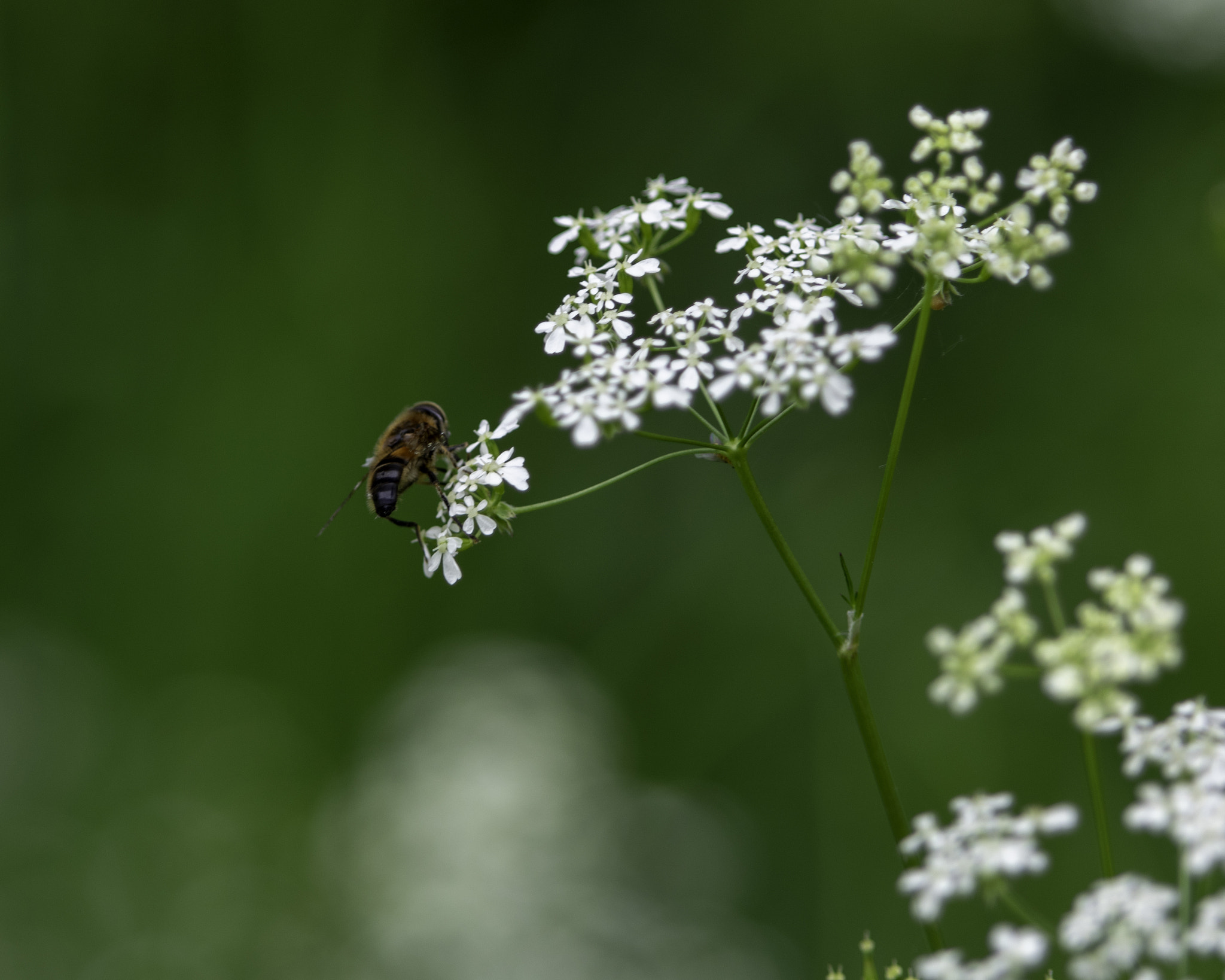 Pentax K-3 II sample photo. Bee photography