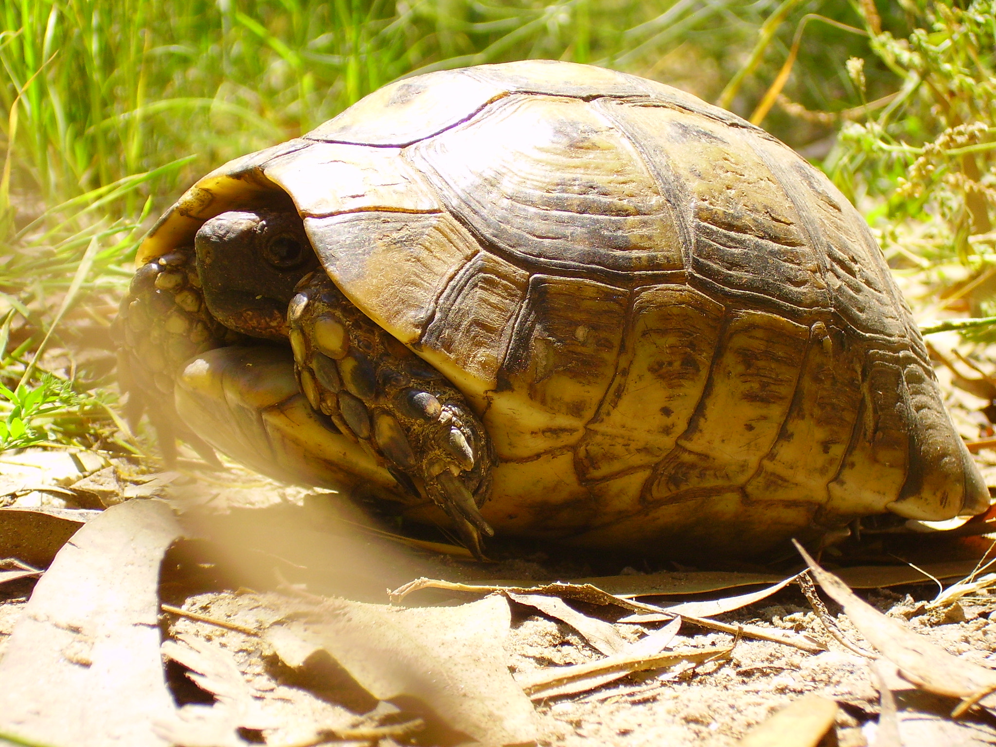 CAMERA 4MP-9T2 sample photo. Turtle 🐢 photography