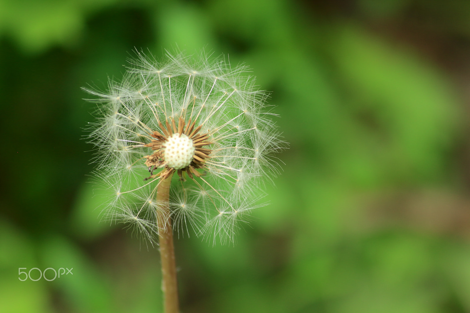 Canon EOS 650D (EOS Rebel T4i / EOS Kiss X6i) sample photo. It's almost summer time ... photography