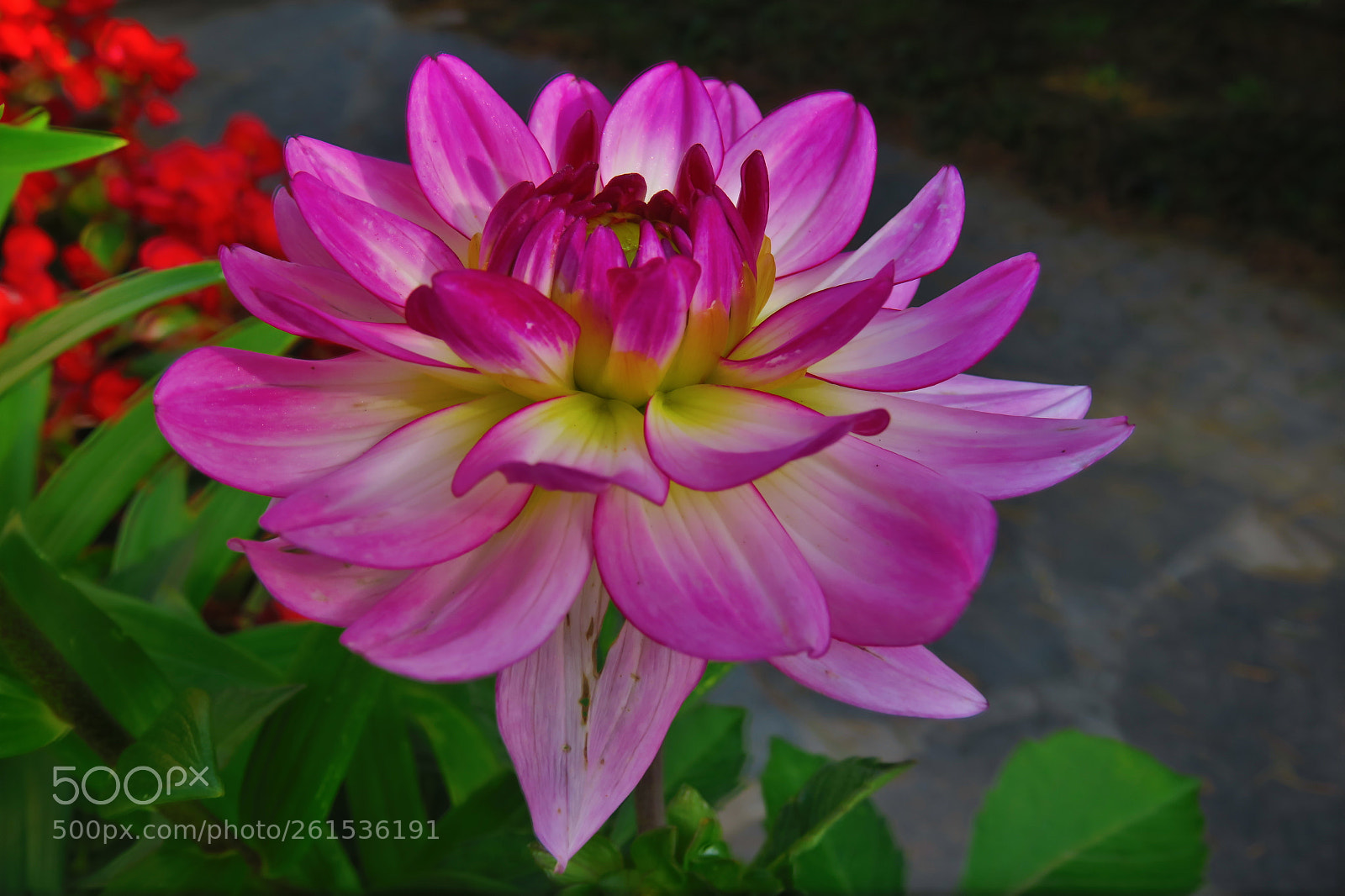 Canon PowerShot G3 X sample photo. Img dahlia 5515 photography