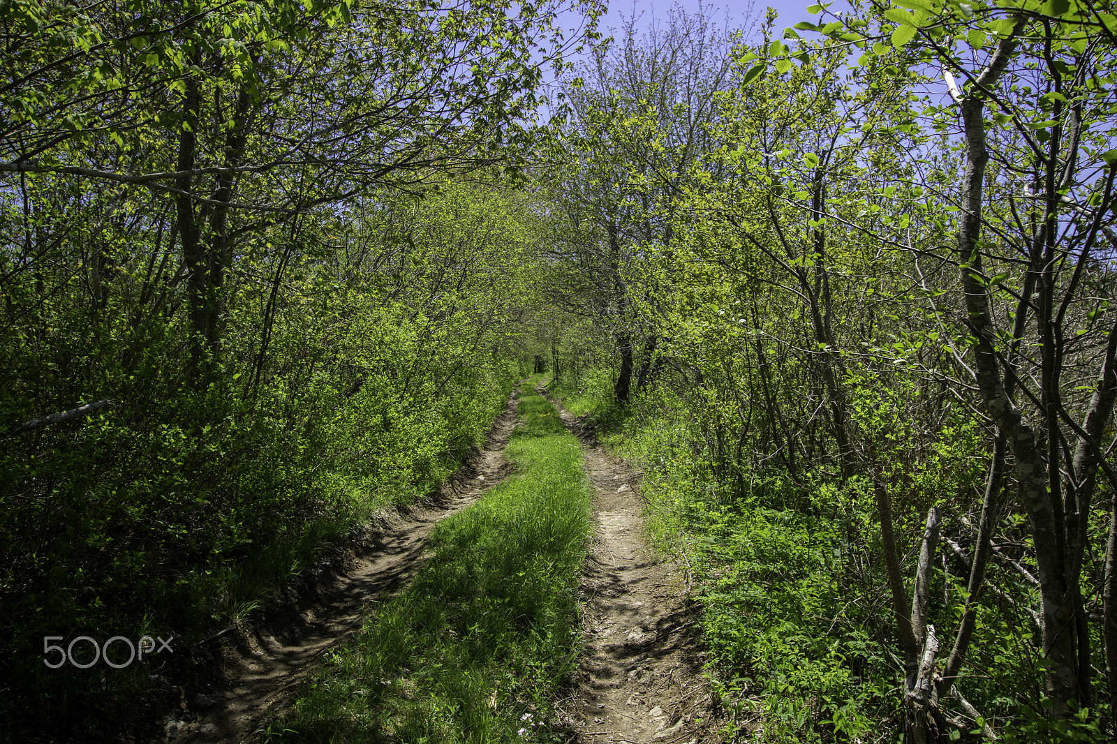 Canon EOS 750D (EOS Rebel T6i / EOS Kiss X8i) sample photo. Pathway photography