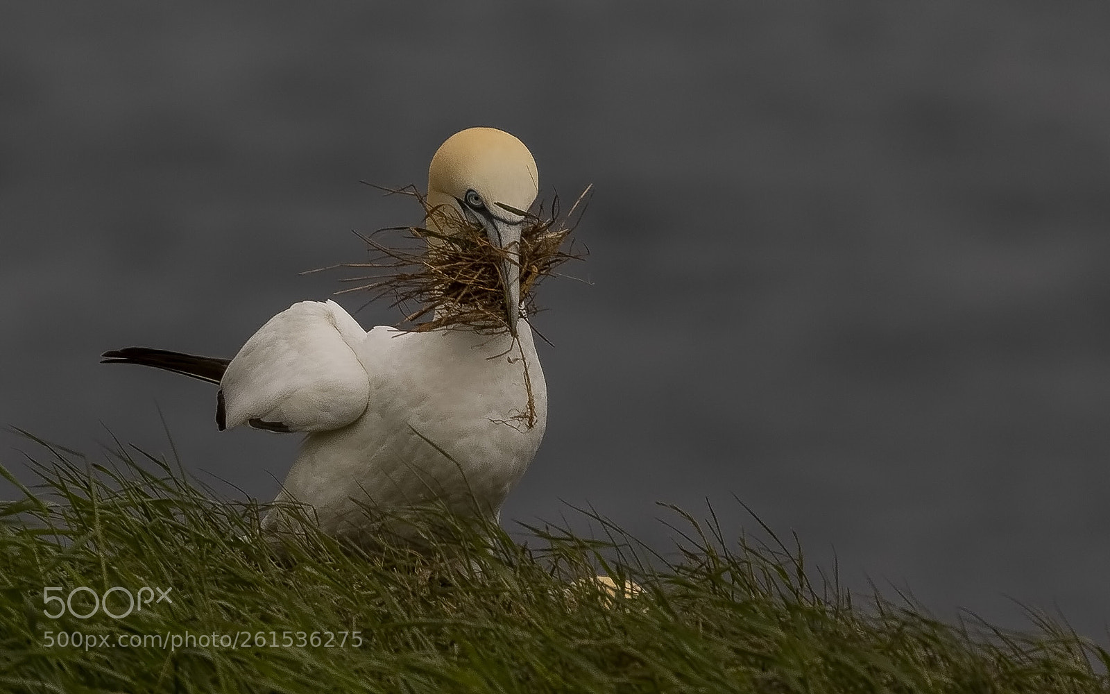 Canon EOS 7D Mark II sample photo. Gannet photography