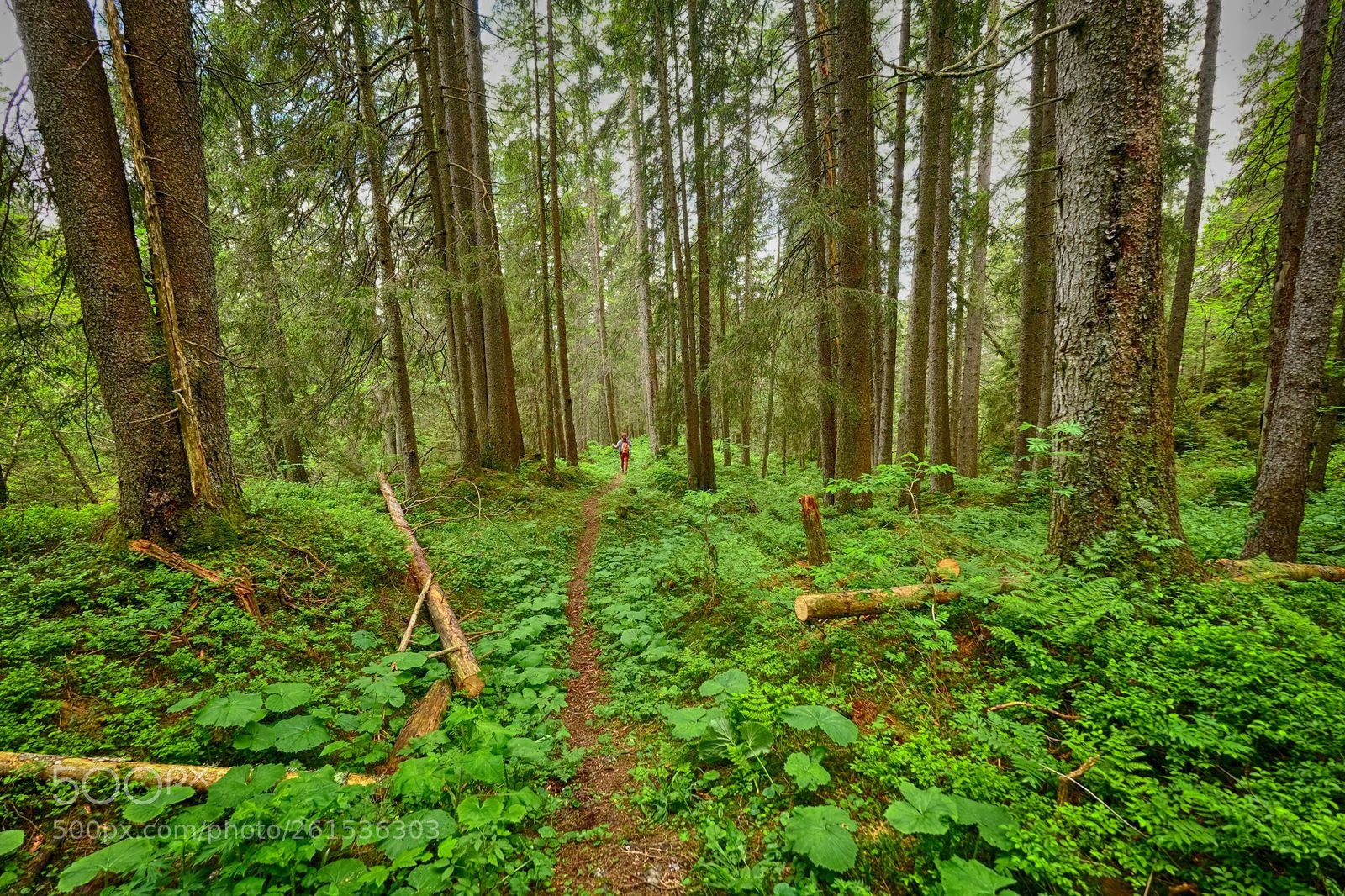 Fujifilm X-T1 sample photo. Märchenwald photography