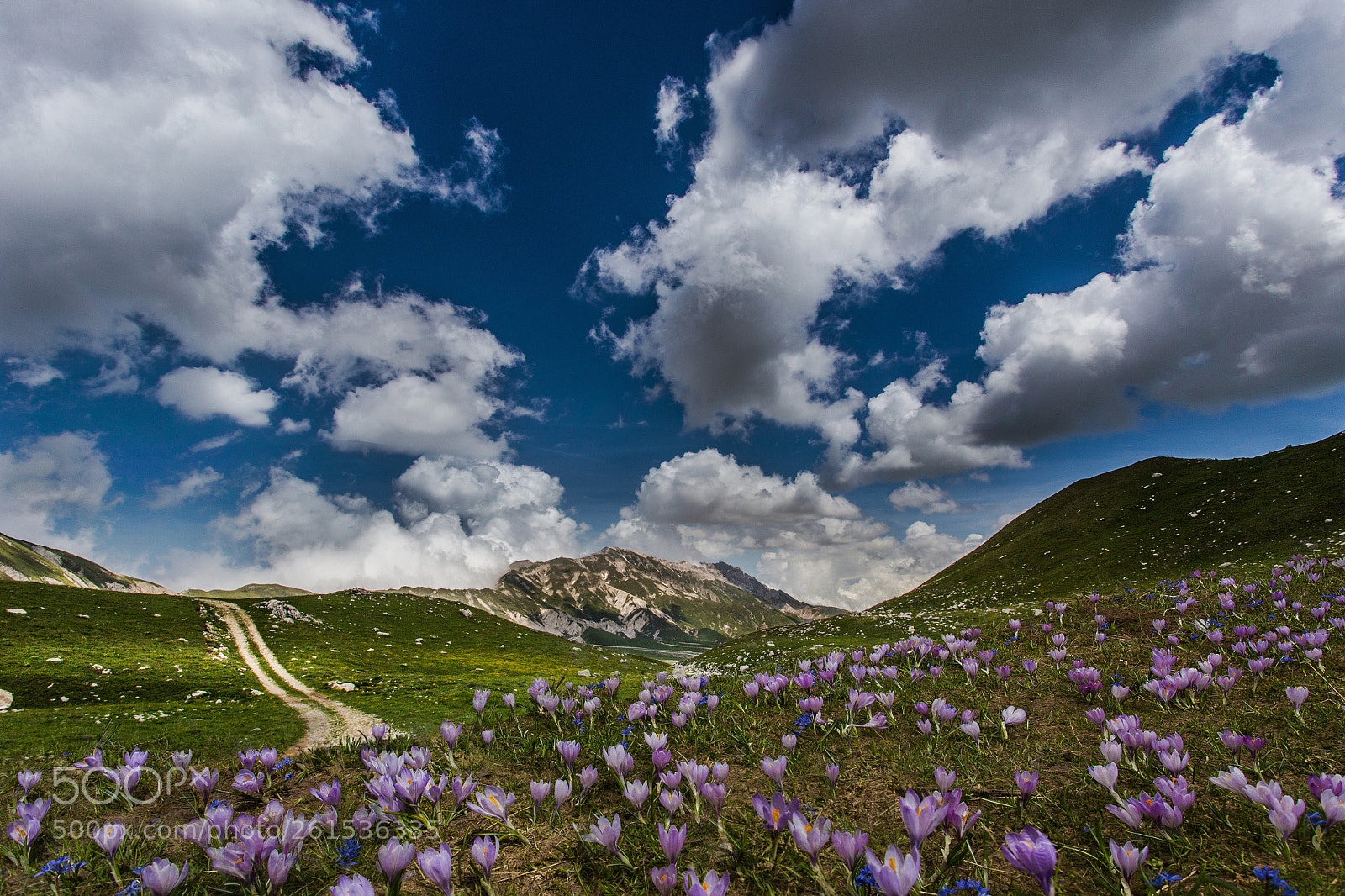 Canon EOS 6D sample photo. Ultimi crocus photography