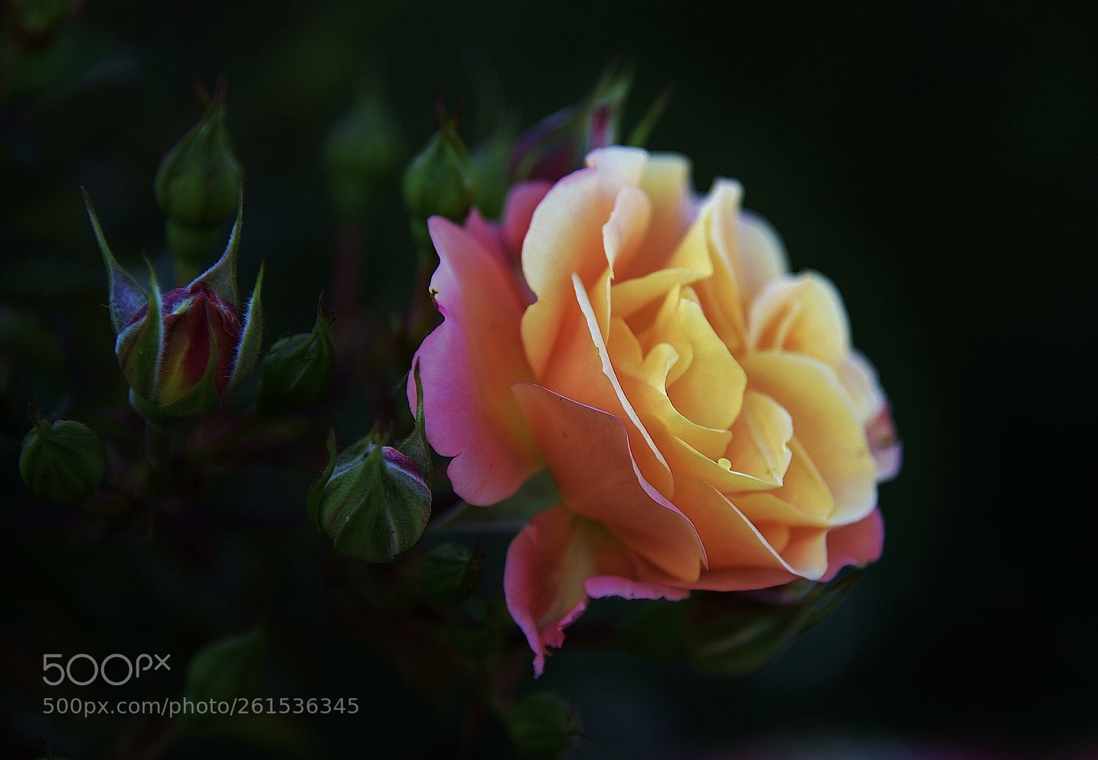 Nikon D750 sample photo. The rose photography