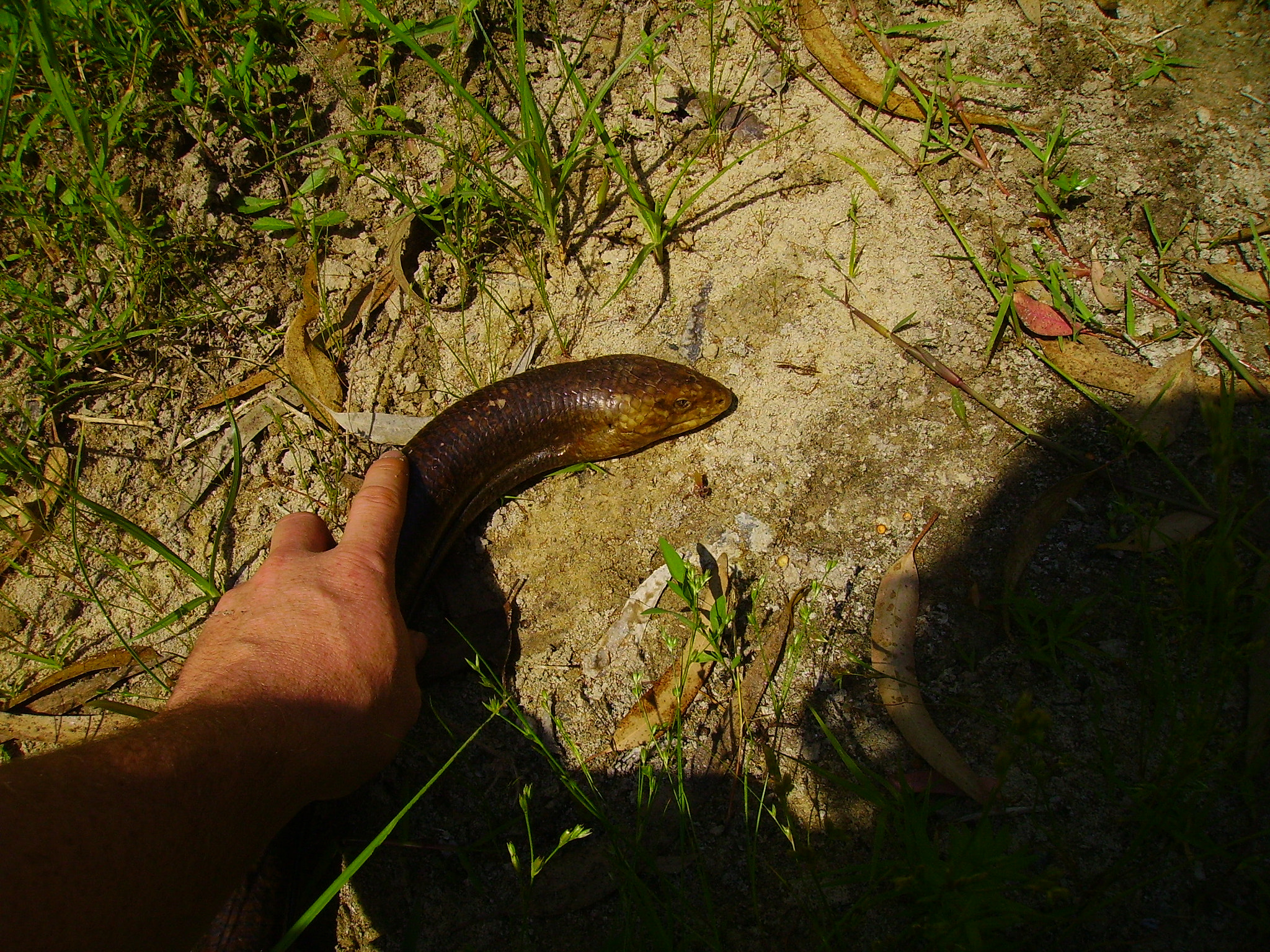 CAMERA 4MP-9T2 sample photo. Lizard photography