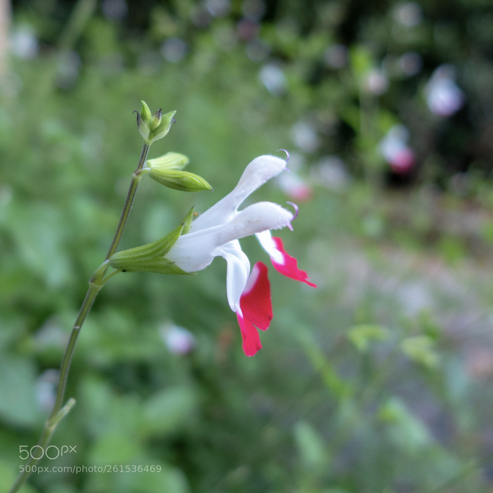 Panasonic Lumix DMC-LX7 sample photo. Salvia hotlips photography