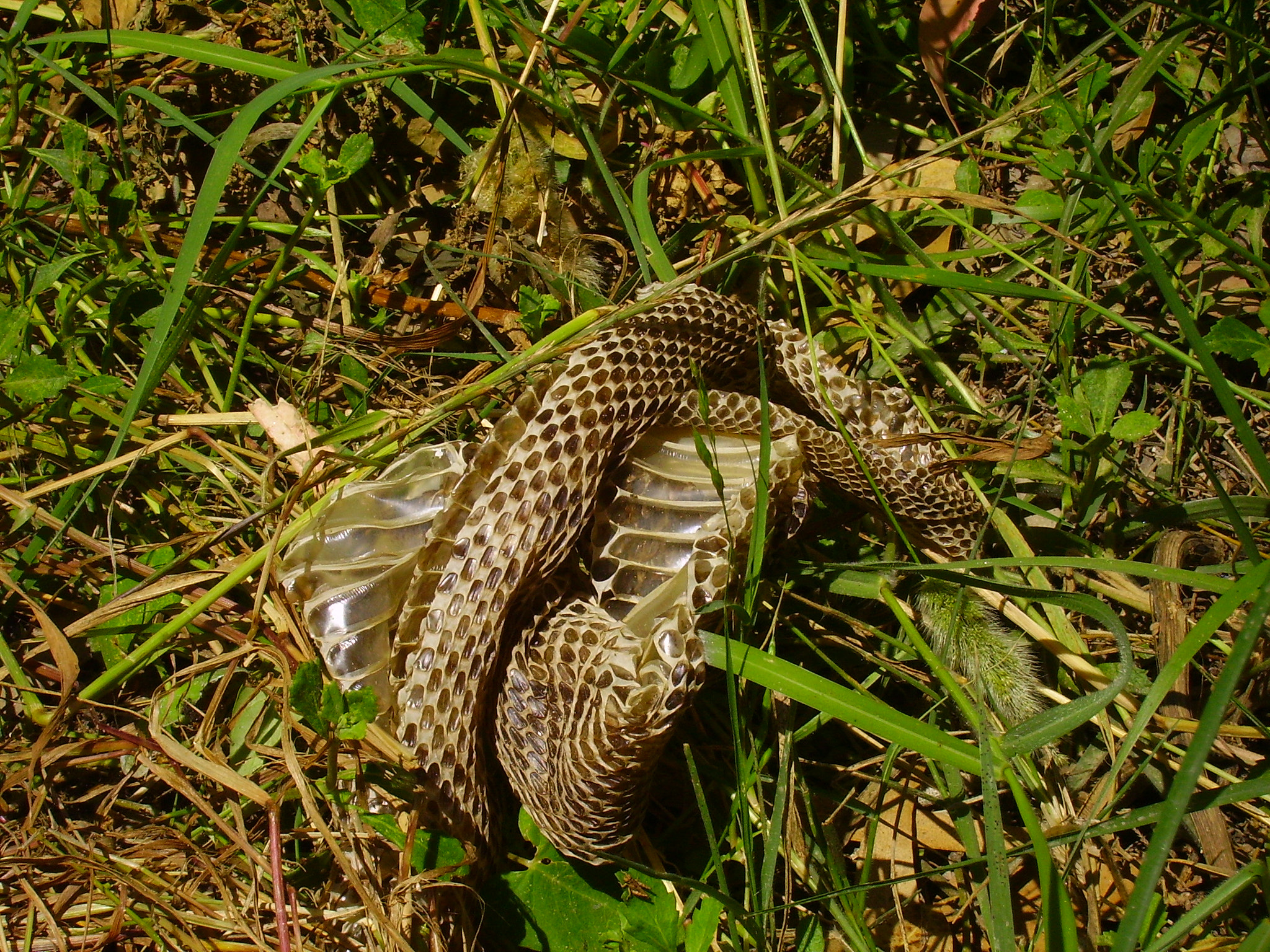 CAMERA 4MP-9T2 sample photo. Snake skin photography