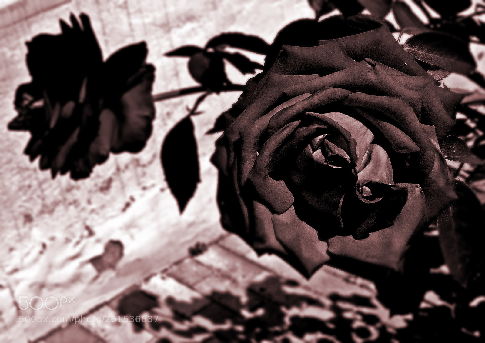 Canon PowerShot SX50 HS sample photo. Black velvet photography