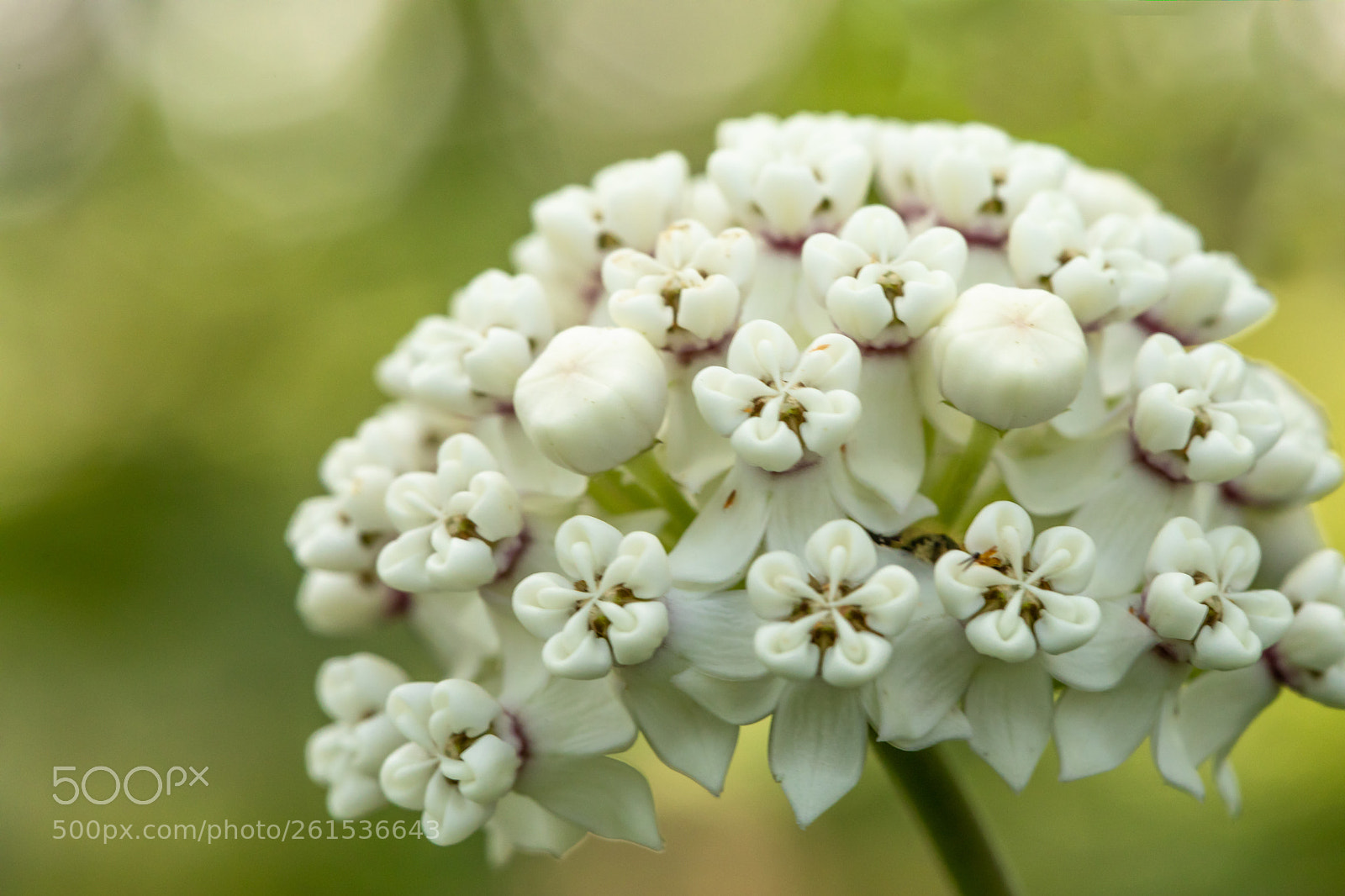 Canon EOS 5D Mark IV sample photo. Redring milkweed photography