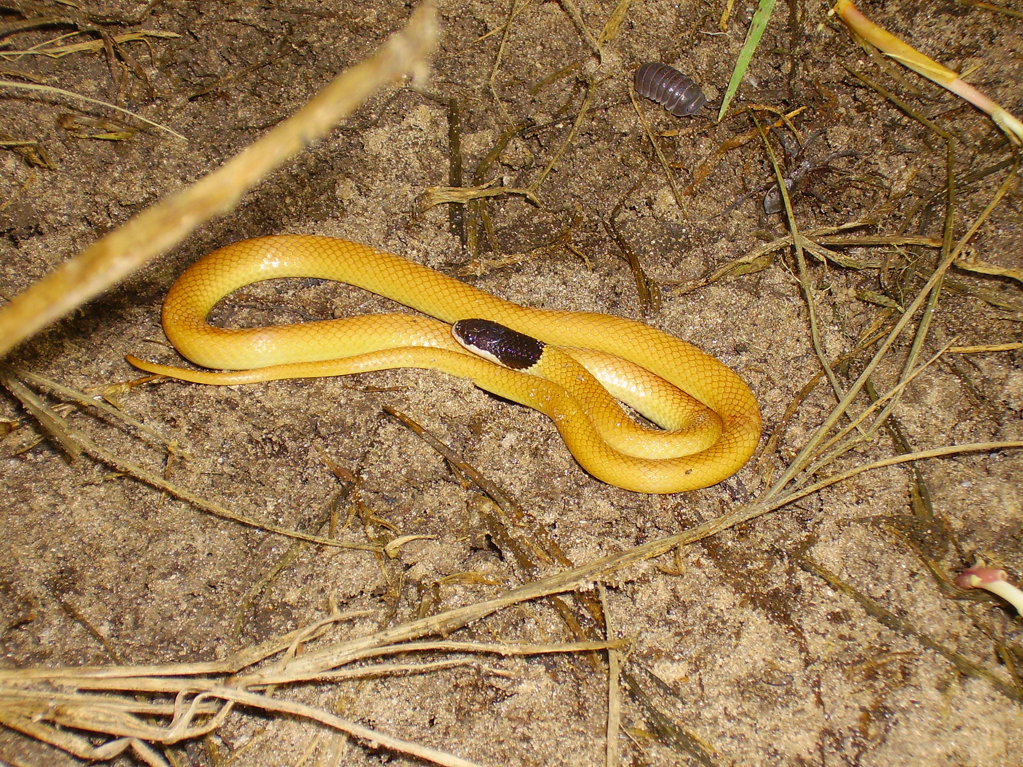 CAMERA 4MP-9T2 sample photo. Yellow snake photography