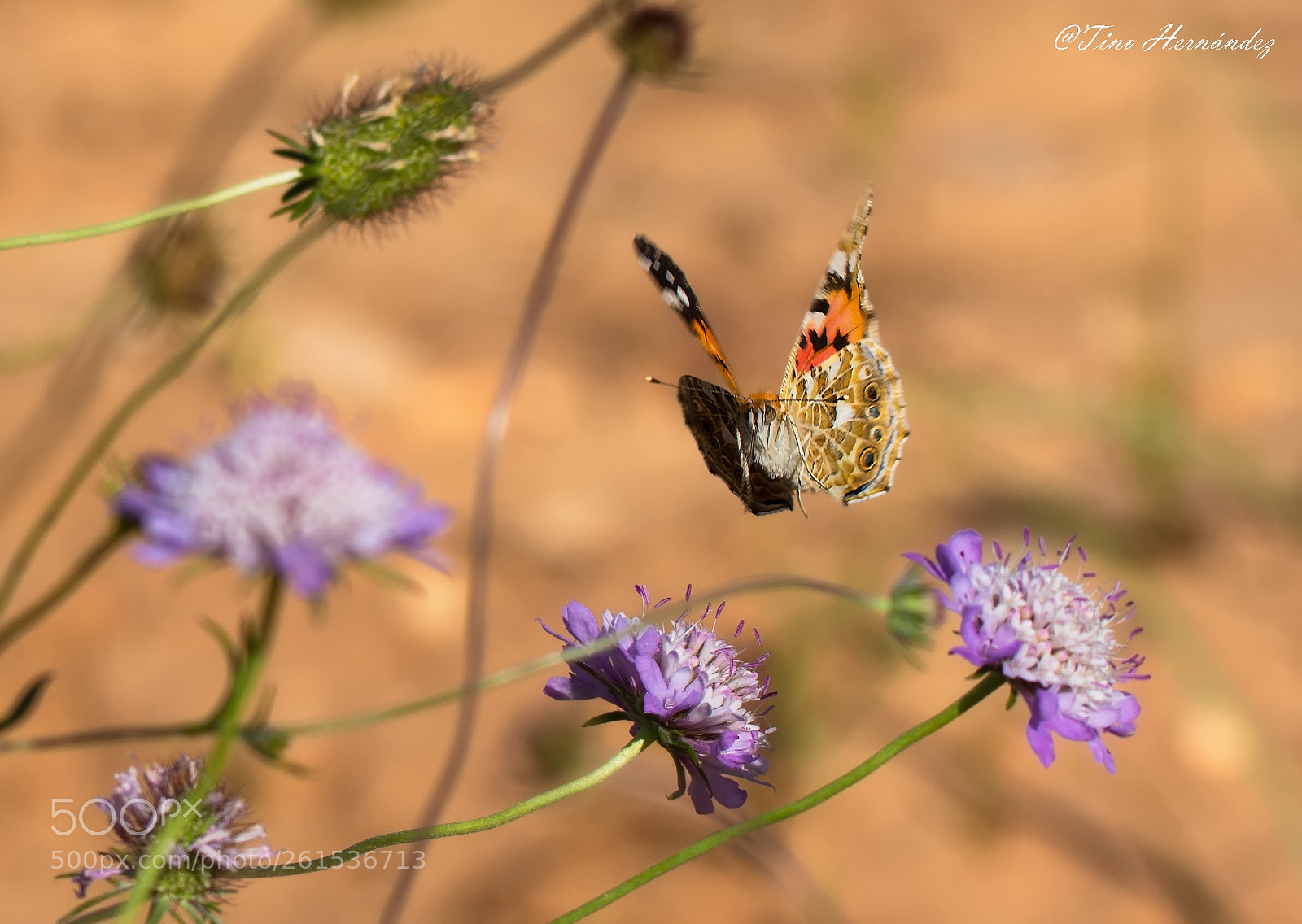 Nikon D7200 sample photo. In fly photography