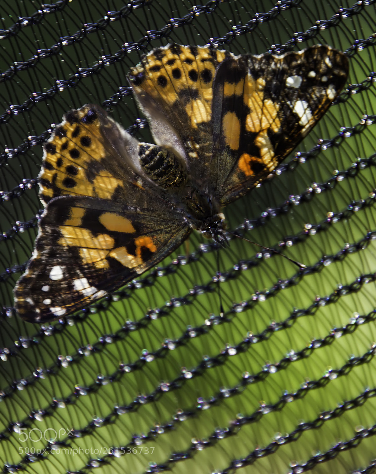 Canon EOS 7D sample photo. Butterfly on the fence photography