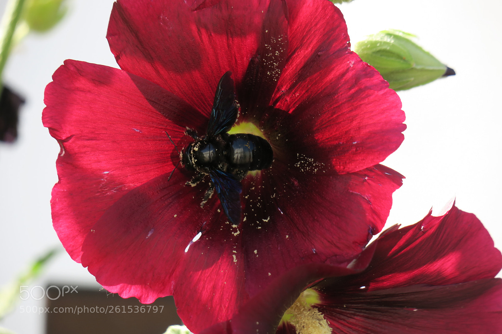 Canon PowerShot G3 X sample photo. Big black bumble bee photography