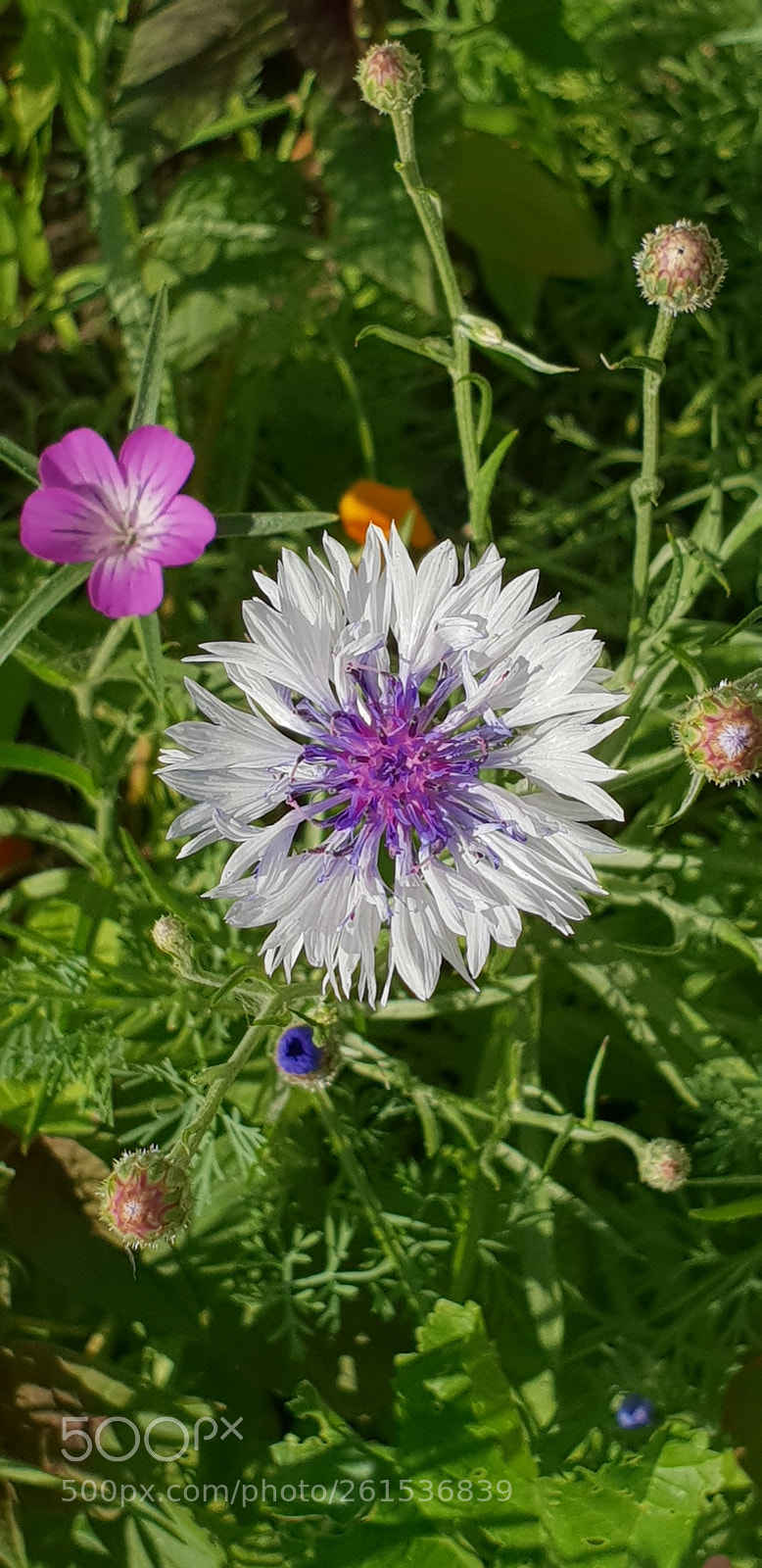 Samsung Galaxy S9+ sample photo. Is cornflower blue? photography