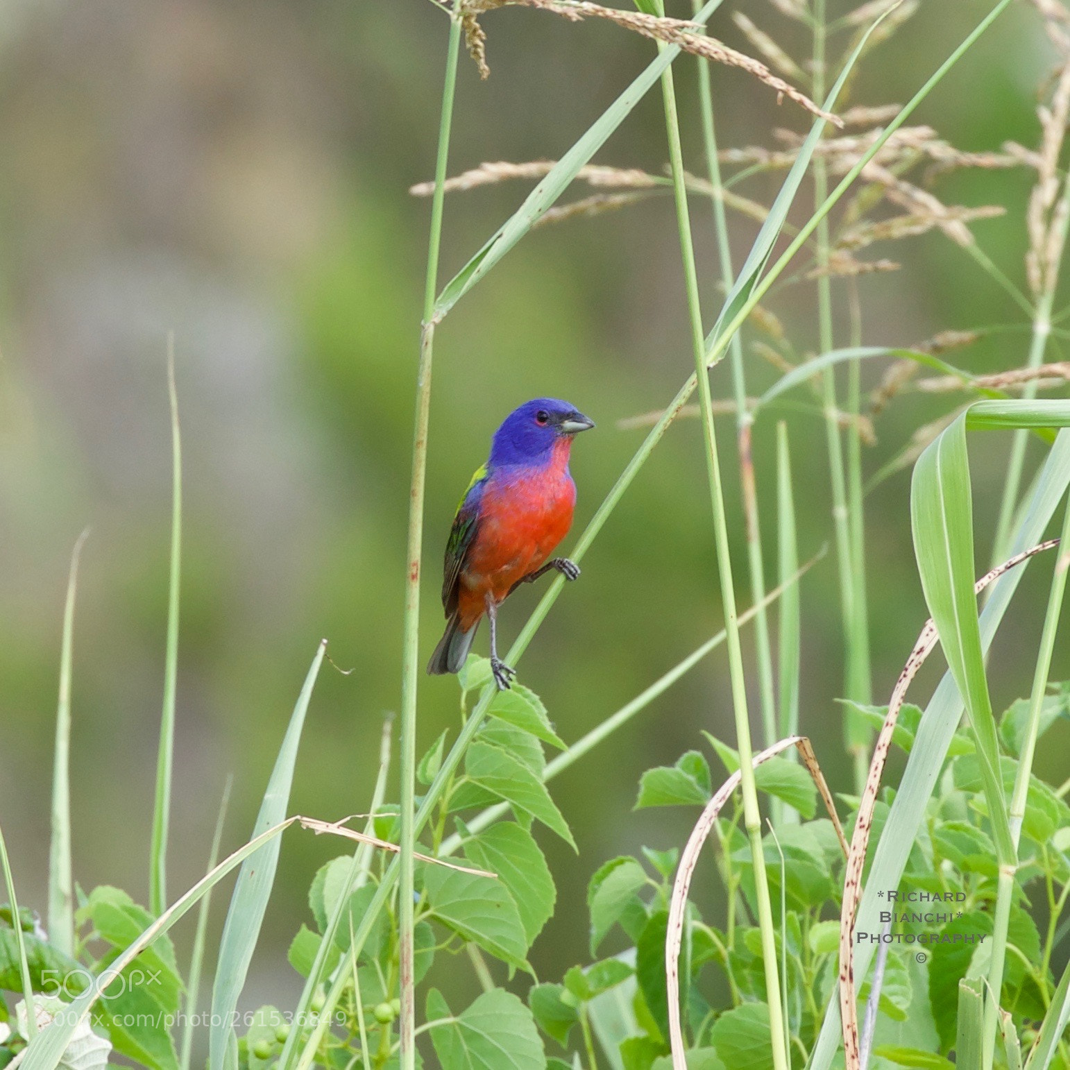 Canon EOS 5D Mark IV sample photo. Today's catch photography