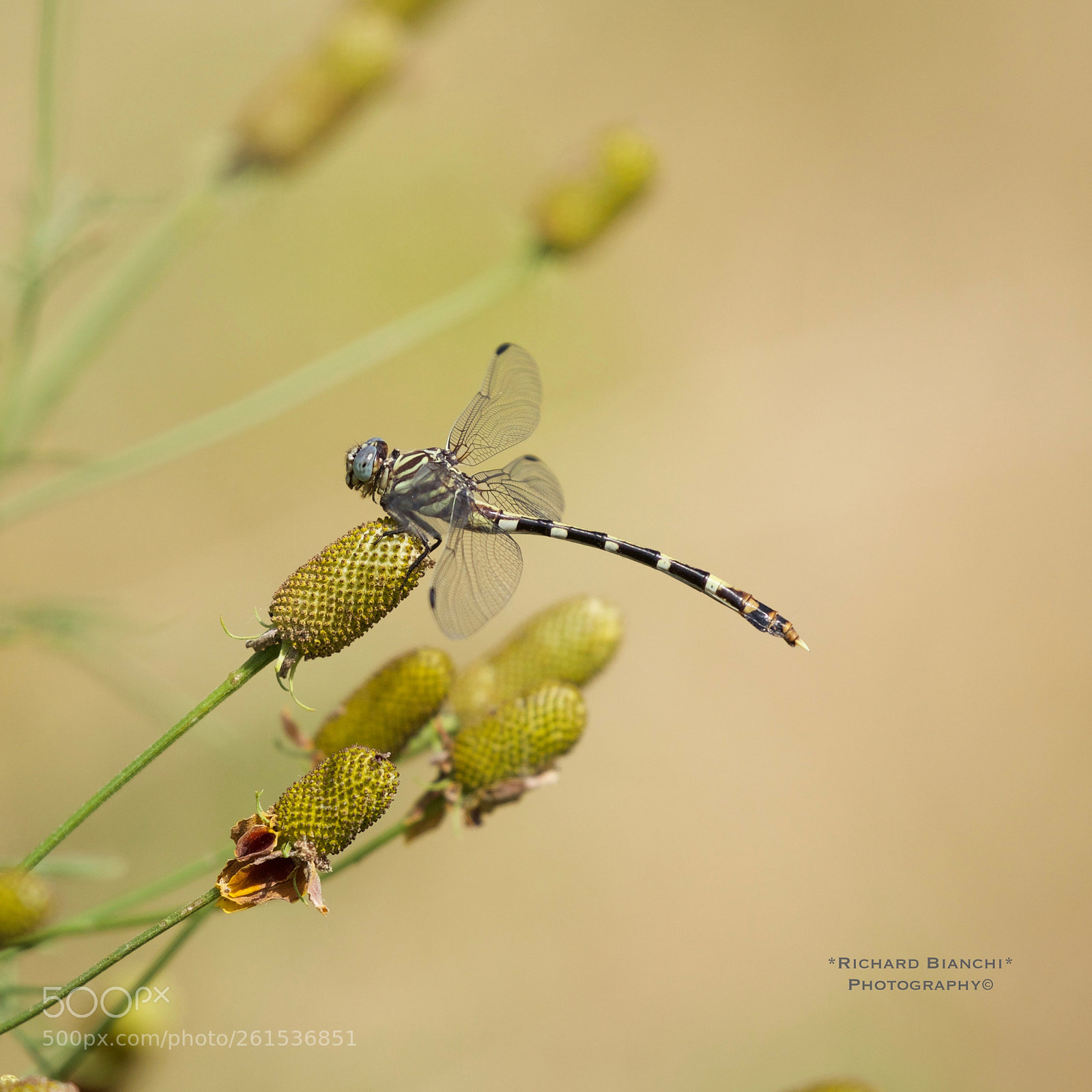Canon EOS 5D Mark IV sample photo. Today's catch photography