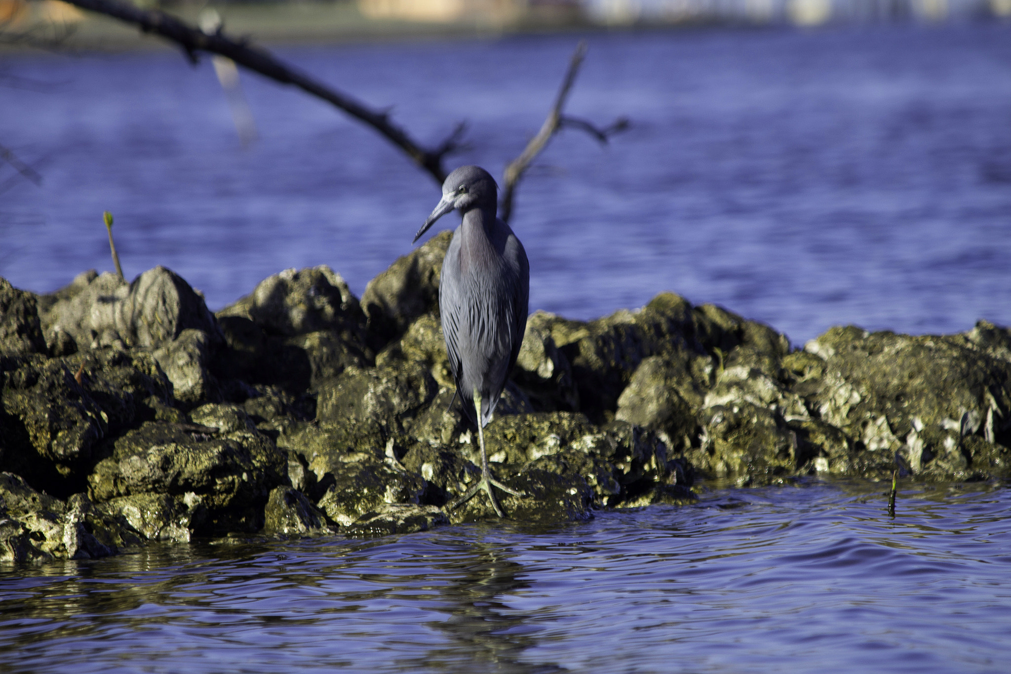 Canon EOS 650D (EOS Rebel T4i / EOS Kiss X6i) sample photo. Bird looking for food photography