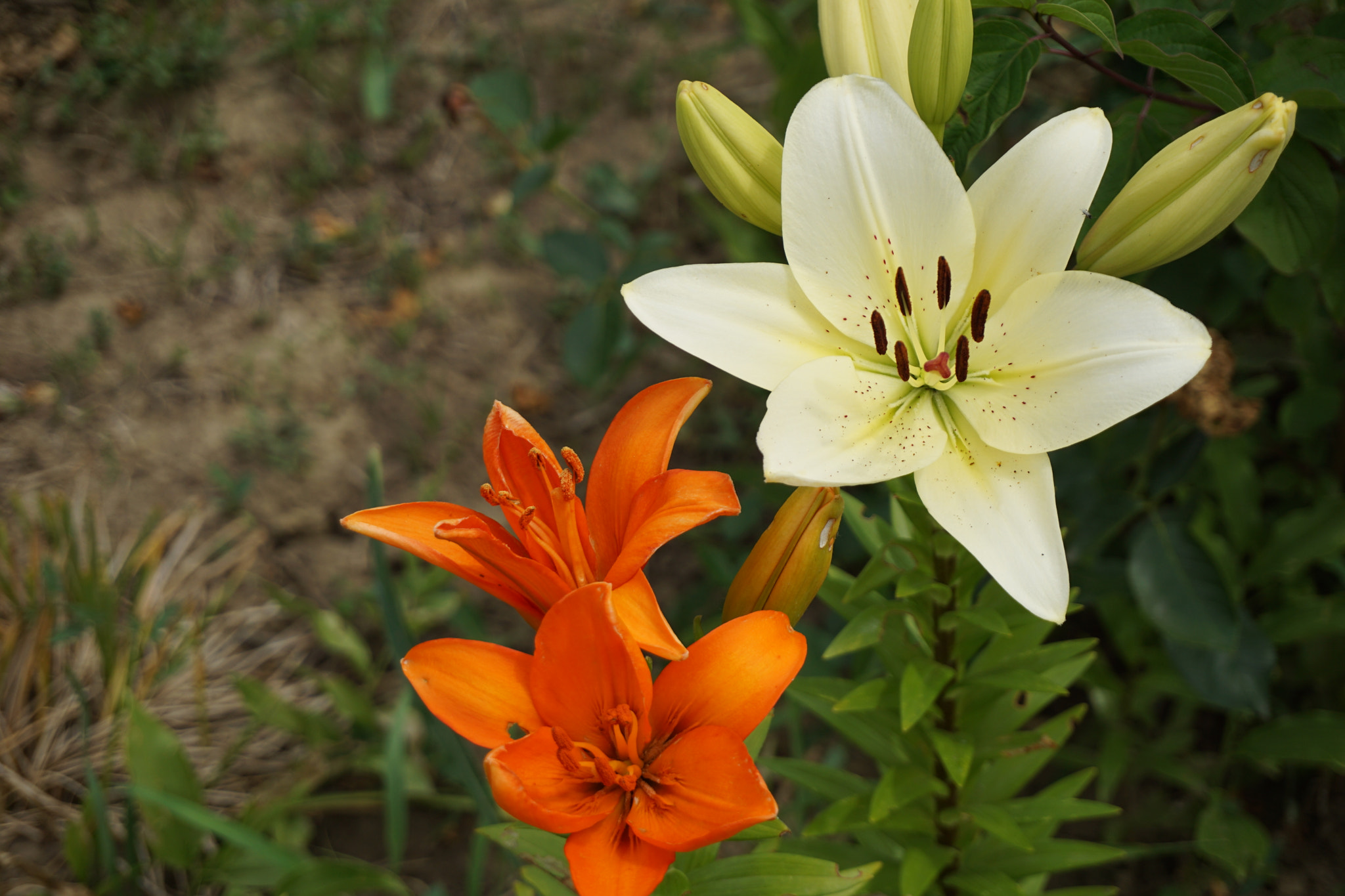Sony a5100 sample photo. White and orange lily photography