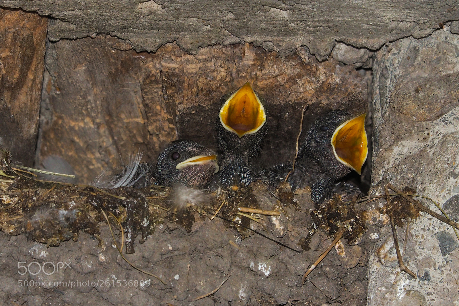 Olympus OM-D E-M10 II sample photo. Young swallows in the photography